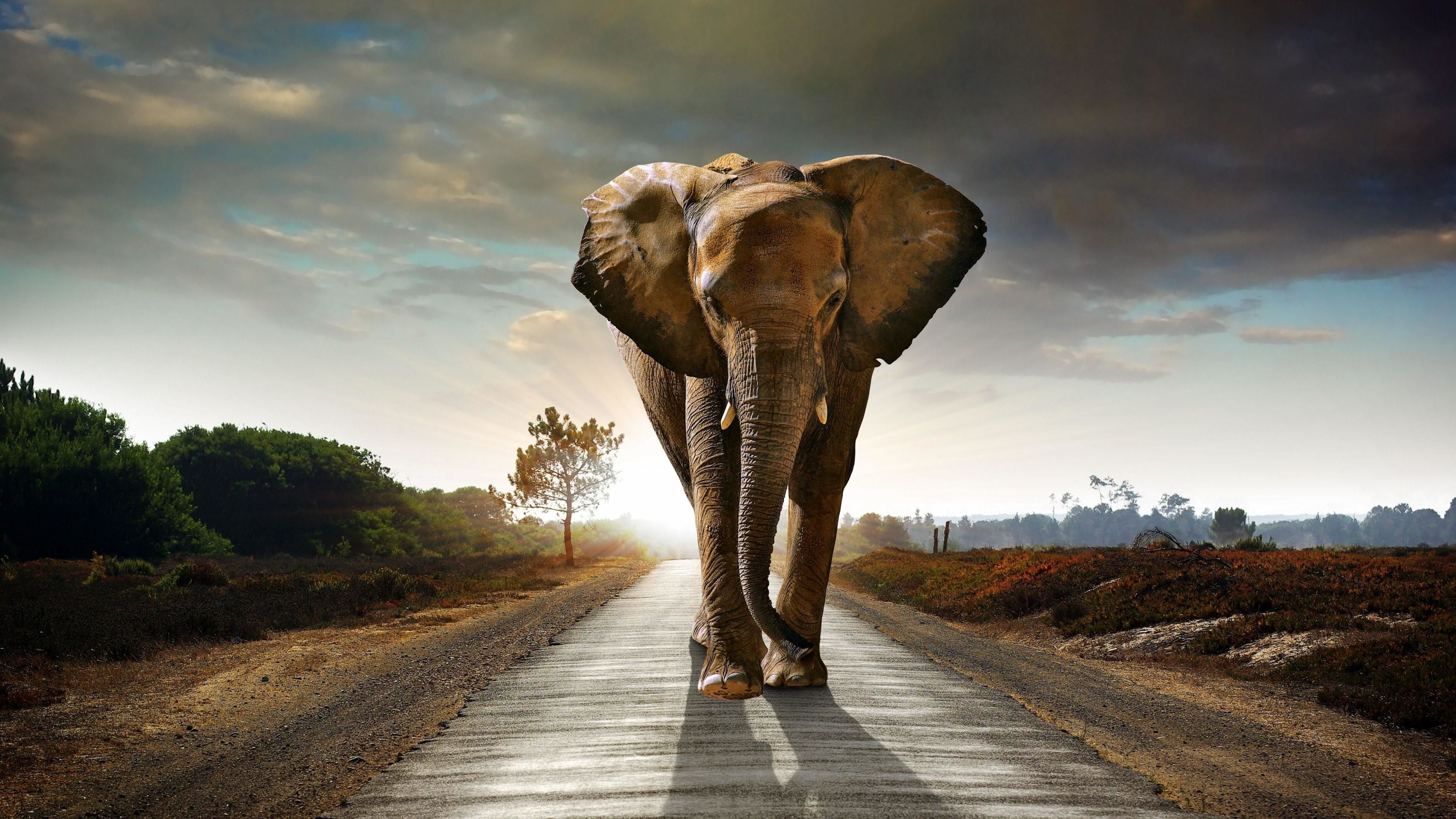 Más de 72 fondos de pantalla de Elefante africano