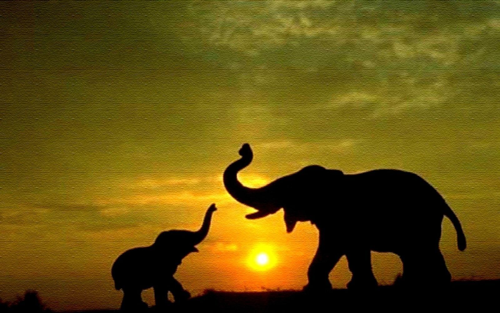Fondo de pantalla de elefante | Amazing Wallpapers | lindos elefantes | Elefante