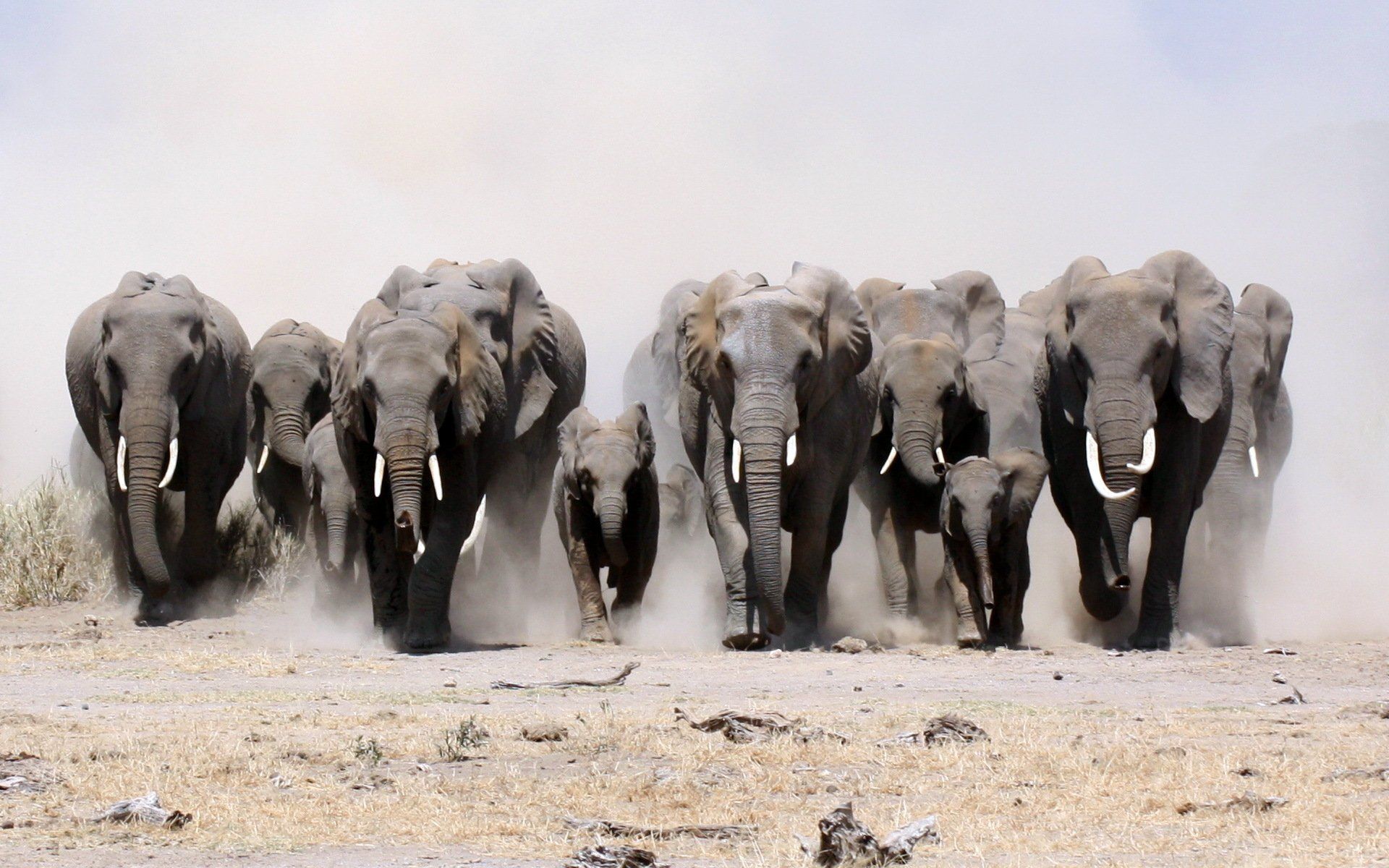 501 Elephant Fondos de pantalla HD | Imágenes de fondo