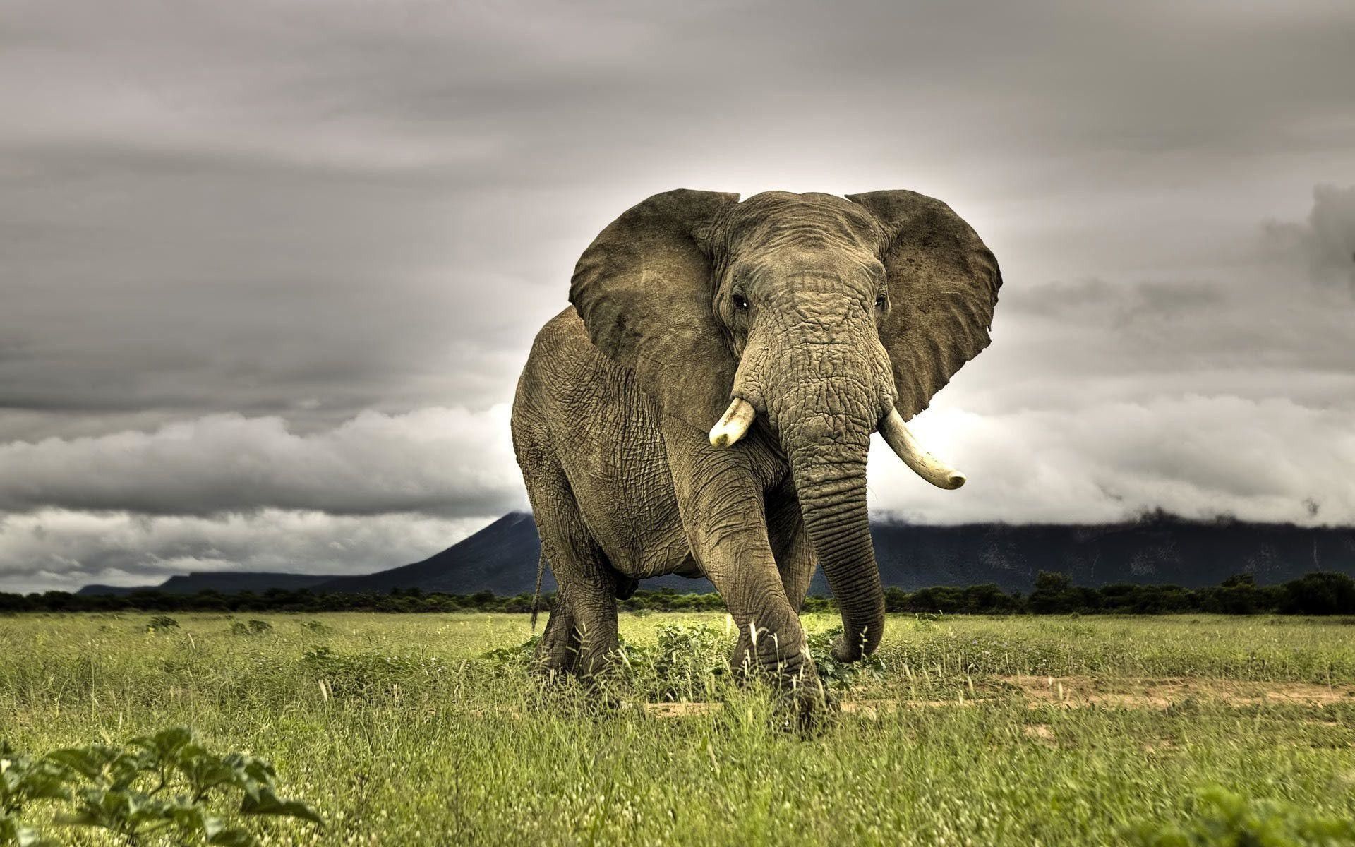 Fondos de pantalla de elefante - Animal nacional de Guinea Bissau (# 246507) - HD