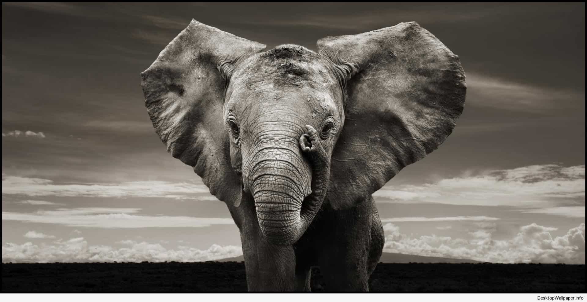 Fondo de pantalla de elefante - Fondos de elefante (# 119069) - Fondo de pantalla HD