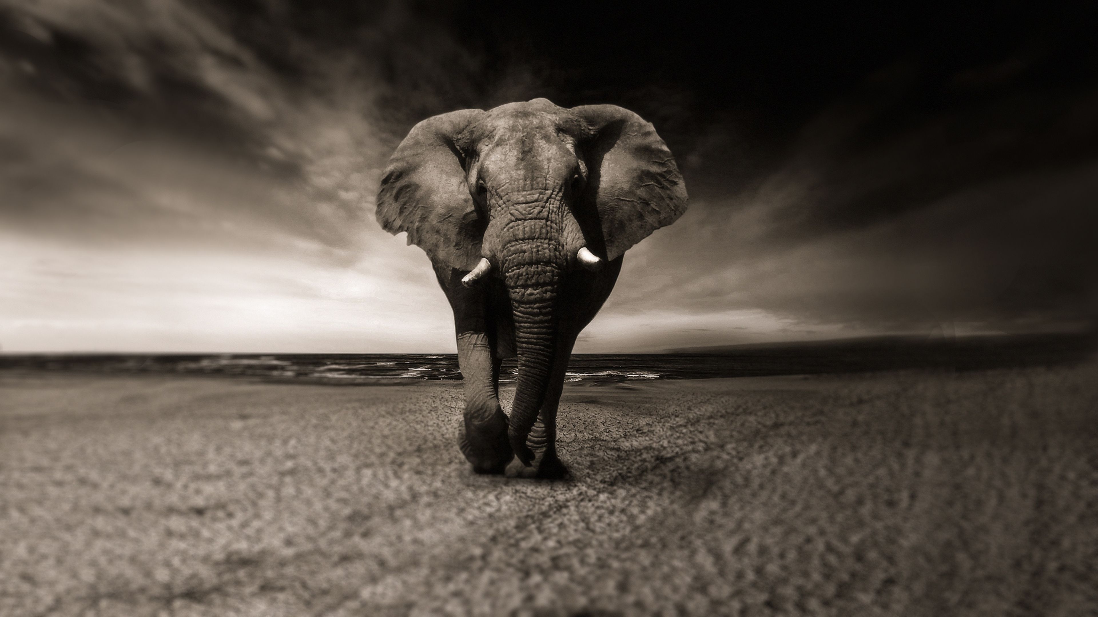Elefante africano 4K Chromebook Wallpaper