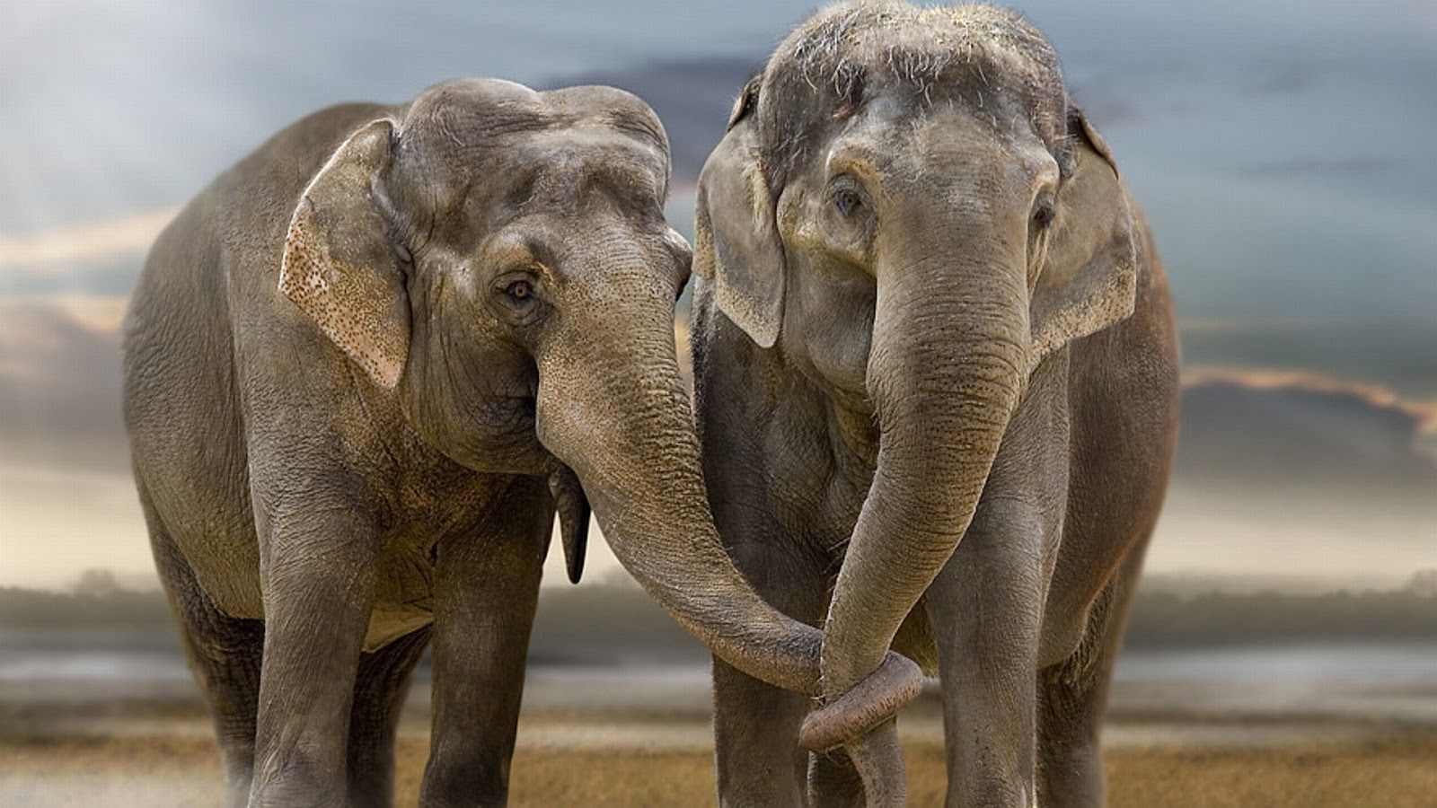 Elefantes Imágenes Fondos HD Wallpapers Descarga gratuita