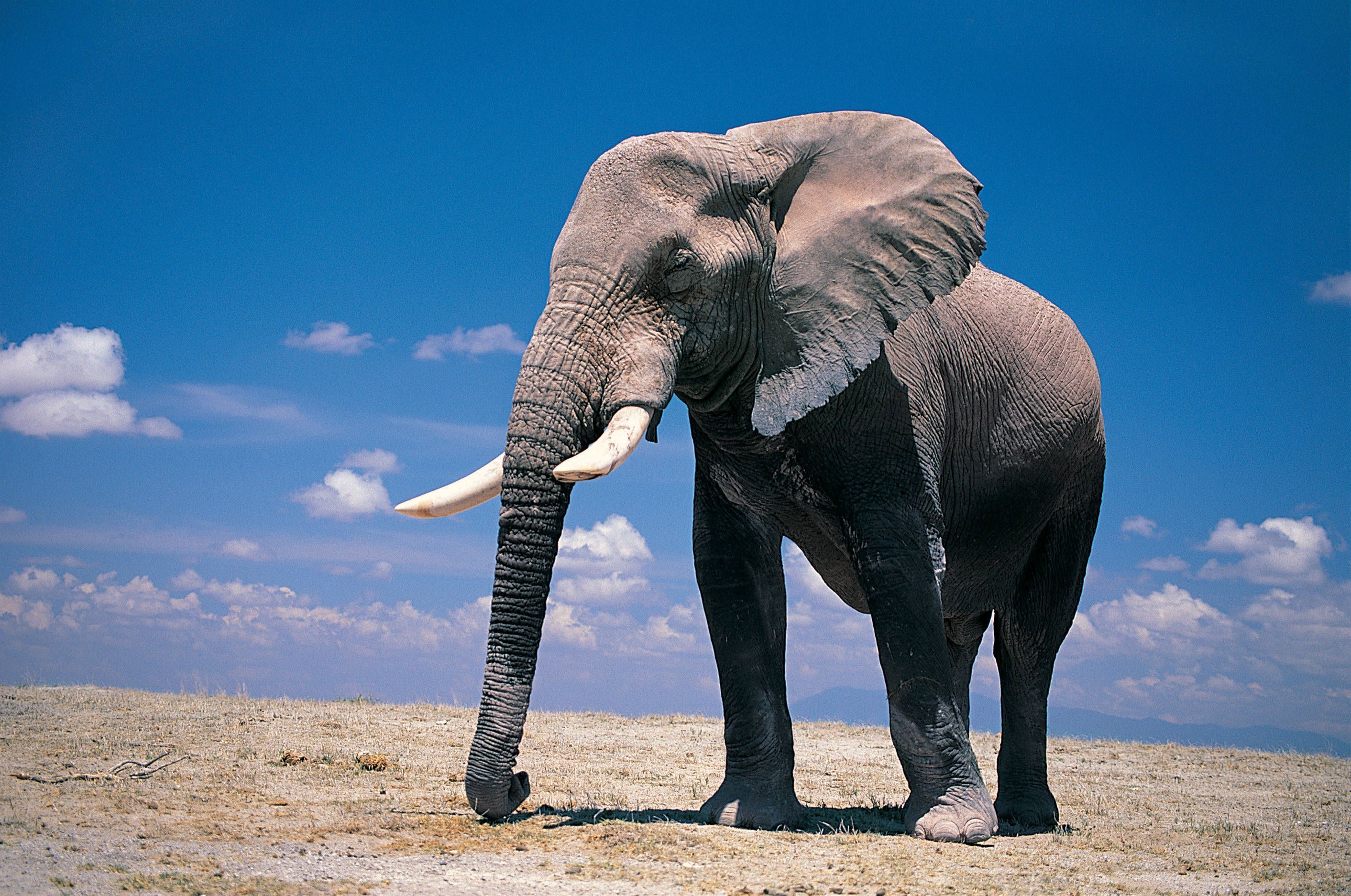 HD Elephants Wallpapers y Fotos HD Animals Wallpapers | Amable