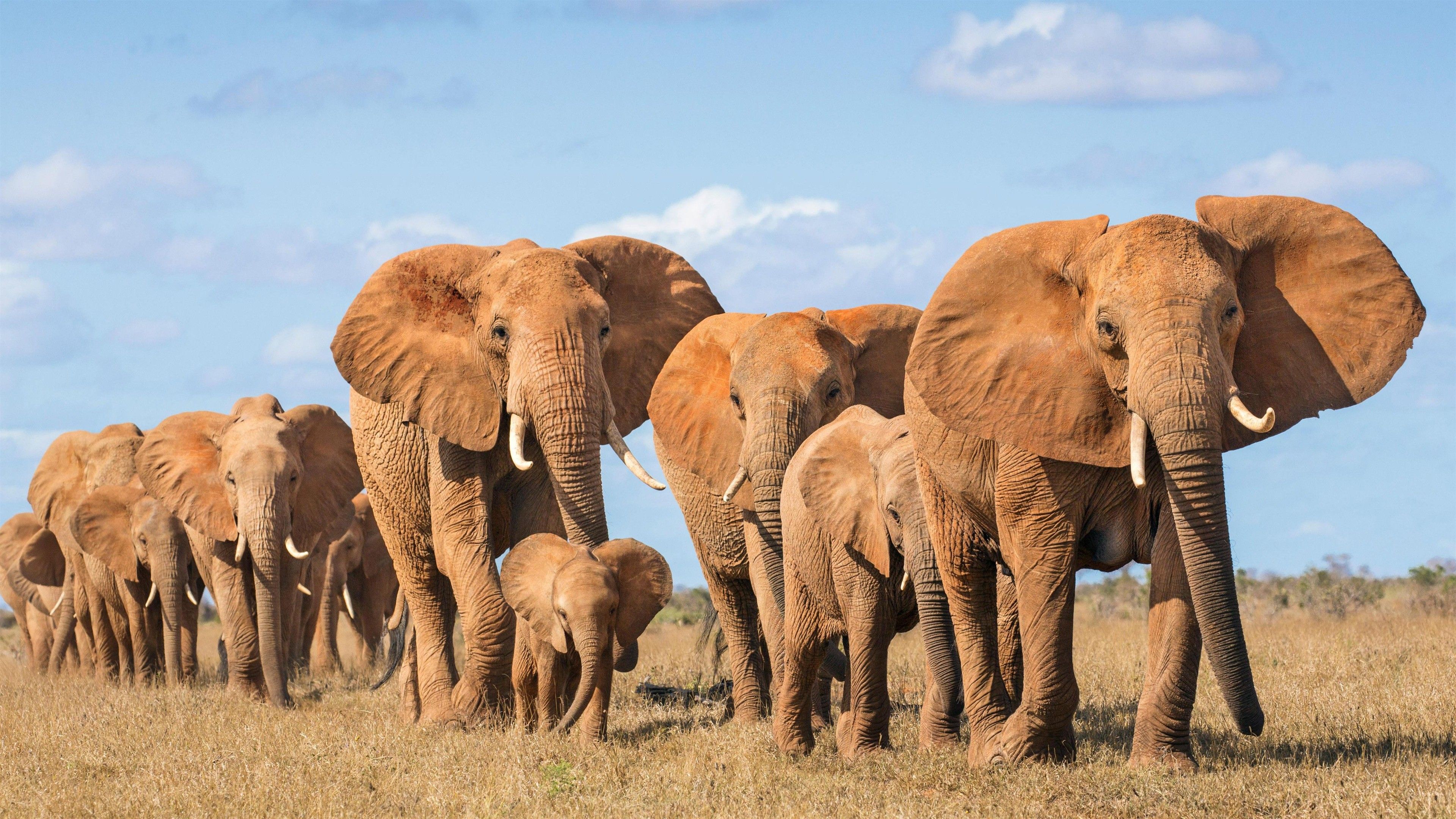 Animal Elephant Family Fondo de pantalla 4K | HD Wallpapers