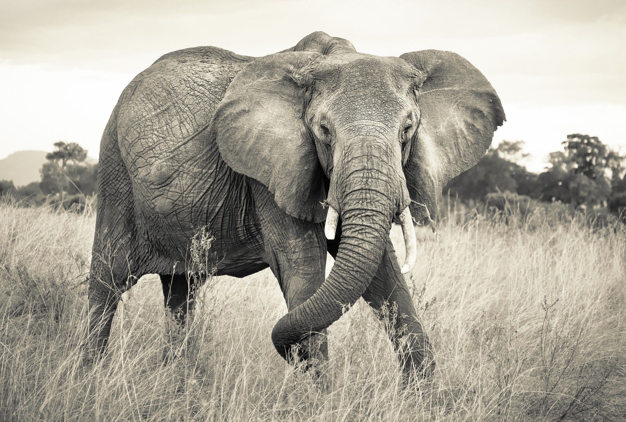 Elefante africano pared no tejida fondos de pantalla | homewallmurals