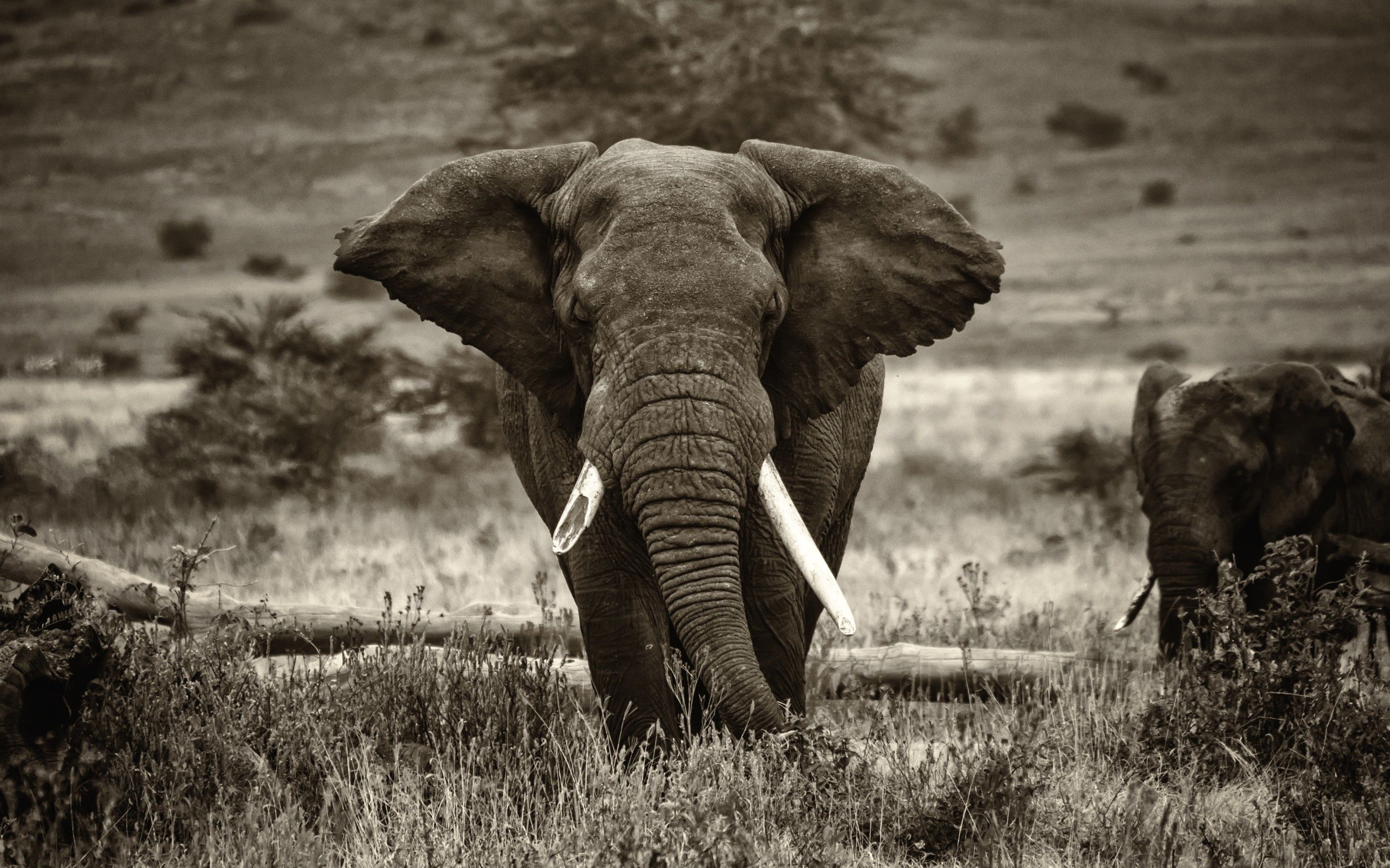 Salvapantallas y papel tapiz de elefante (más de 69 imágenes)