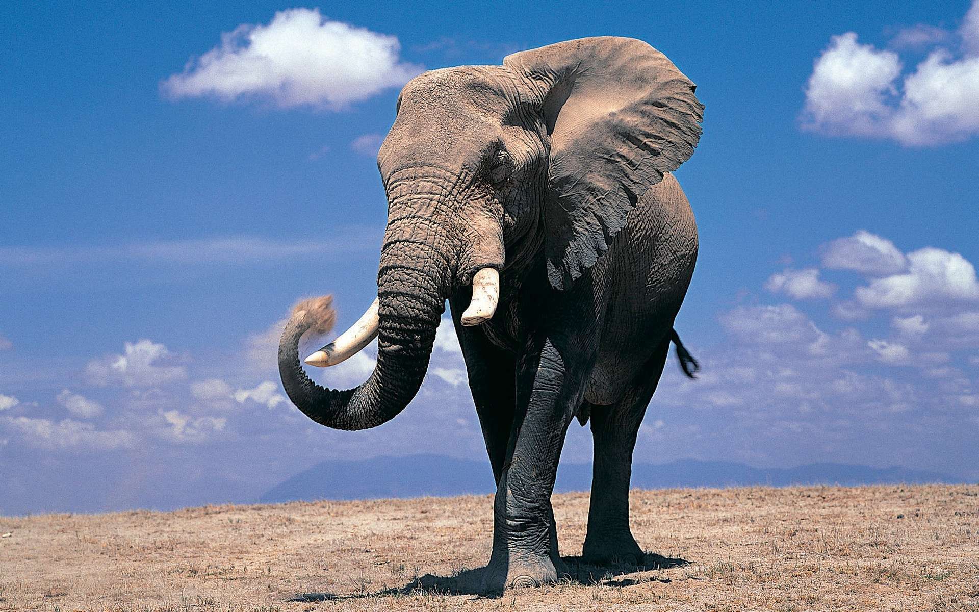 Elefante HD Fondos de pantalla Fondos Fondos de pantalla 1280 × 800 Elefante