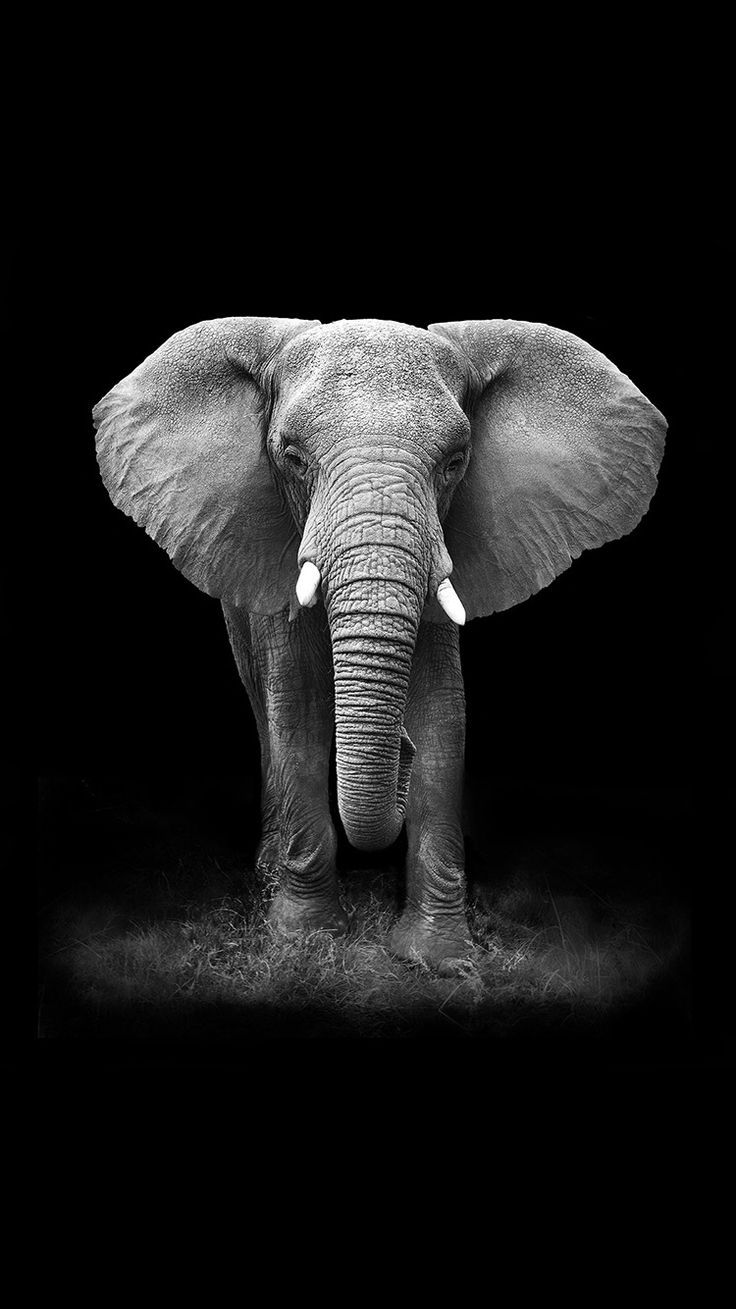 30+ Elefante iPhone Fondos de pantalla - Descargar