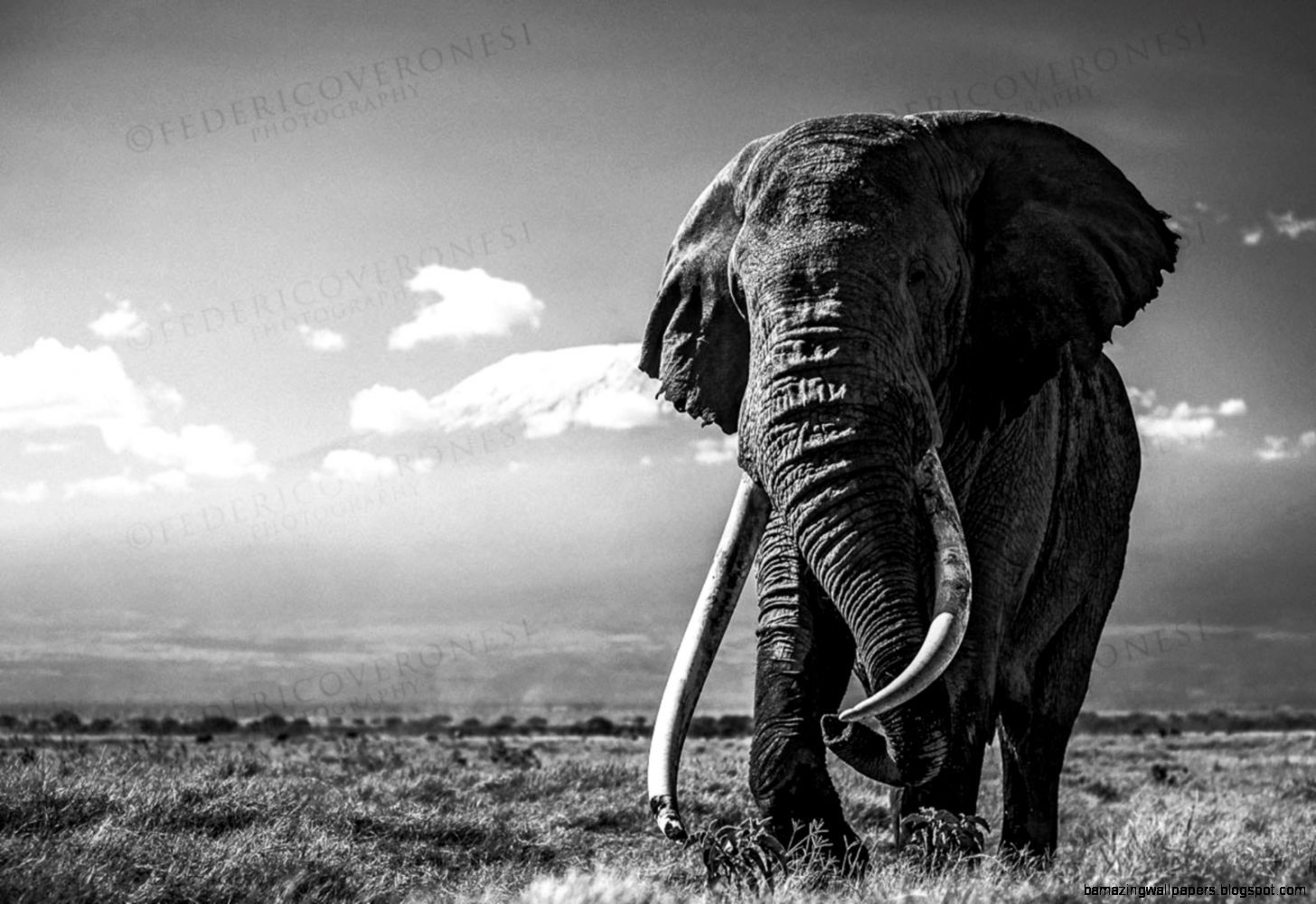 Elephant Wallpapers For IPhone (19 Fondos de pantalla) - Fondos adorables