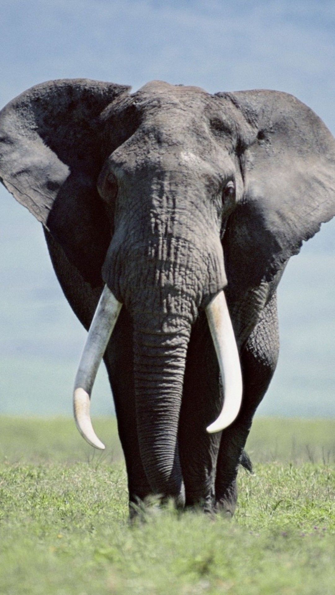 Elefante iPhone Fondos de pantalla (74+ imágenes)