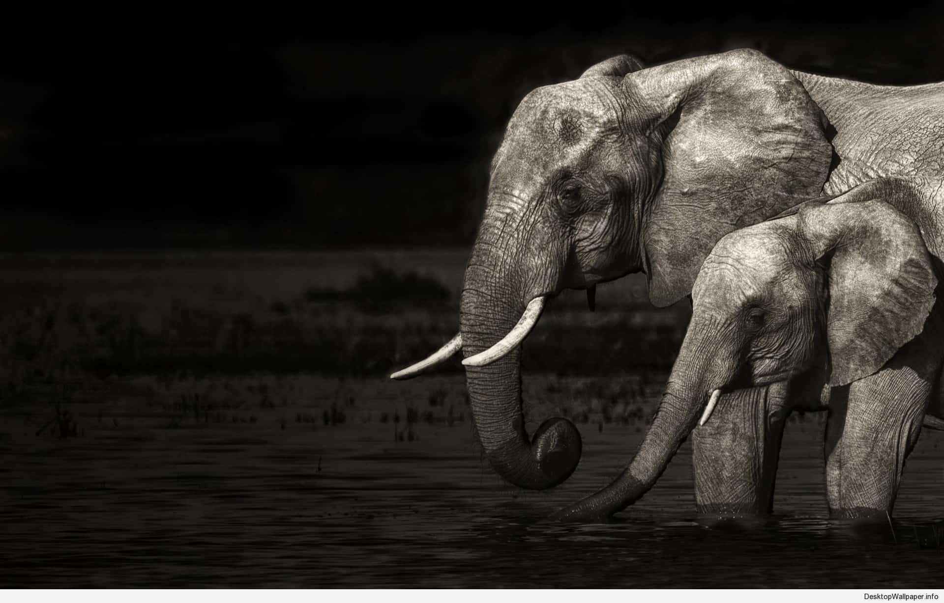 Fantasy Elephant Wallpaper Hd - No soy tu elefante trofeo (# 119443