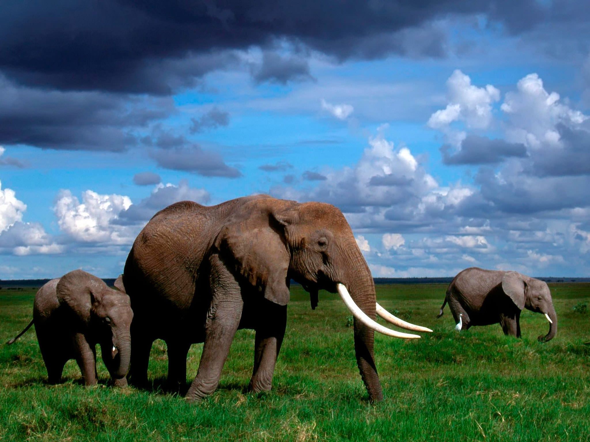 10+ mejores fondos de pantalla HD Elephant | FreeCreatives