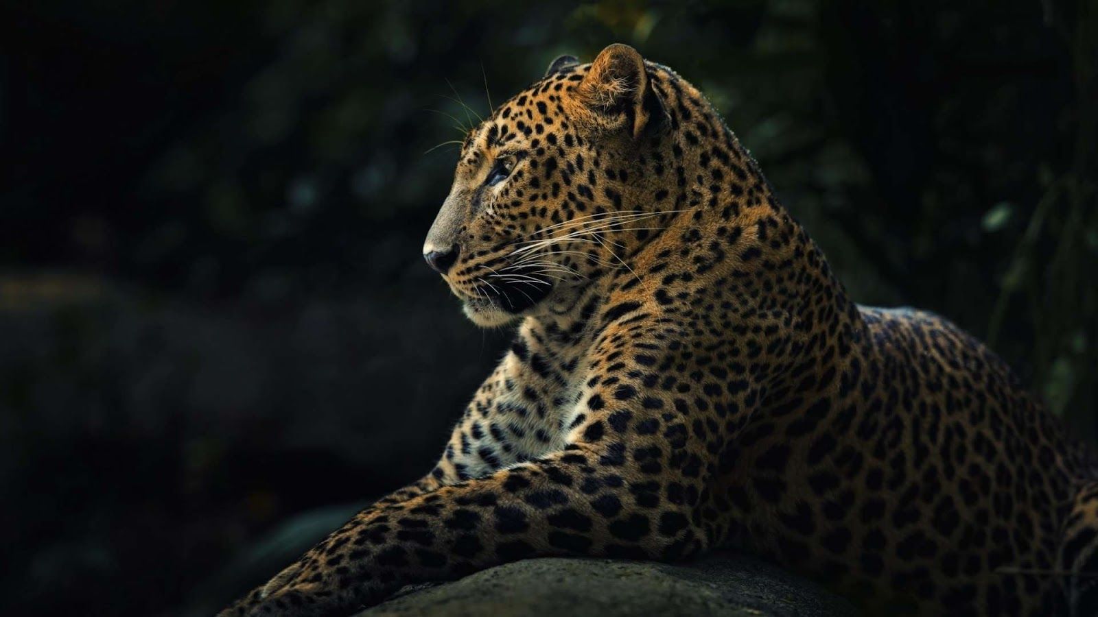 Animals Leopard Photos Free HD Wallpapers Descargar