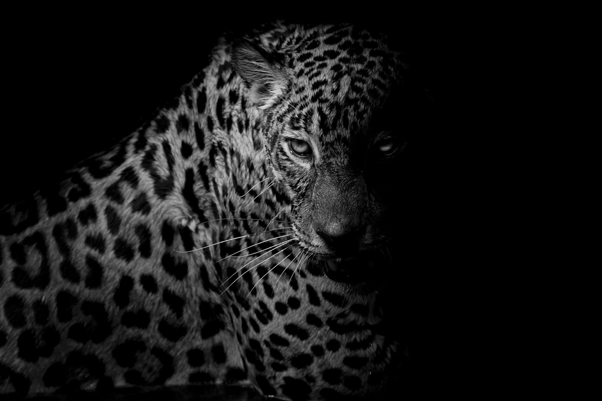 Más de 77 fondos de pantalla de Black Leopard