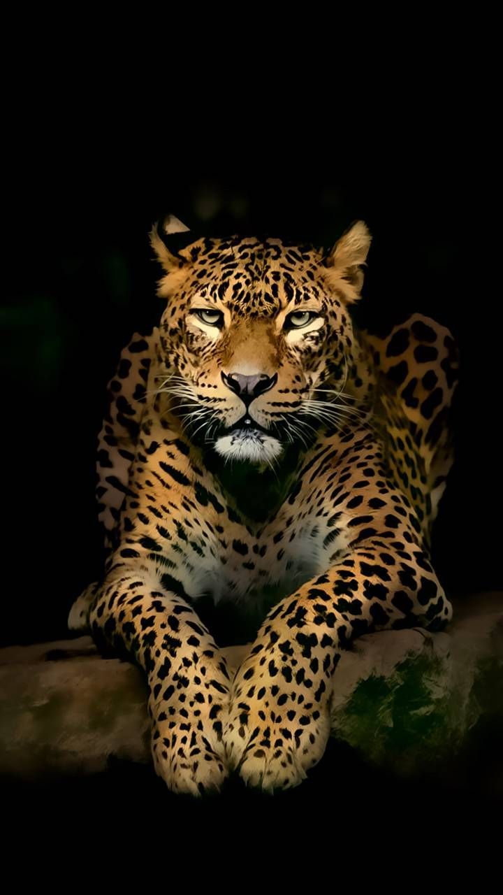 Descargar Leopard Wallpaper de P3TR1T - 5b - Gratis en ZEDGE ™ ahora