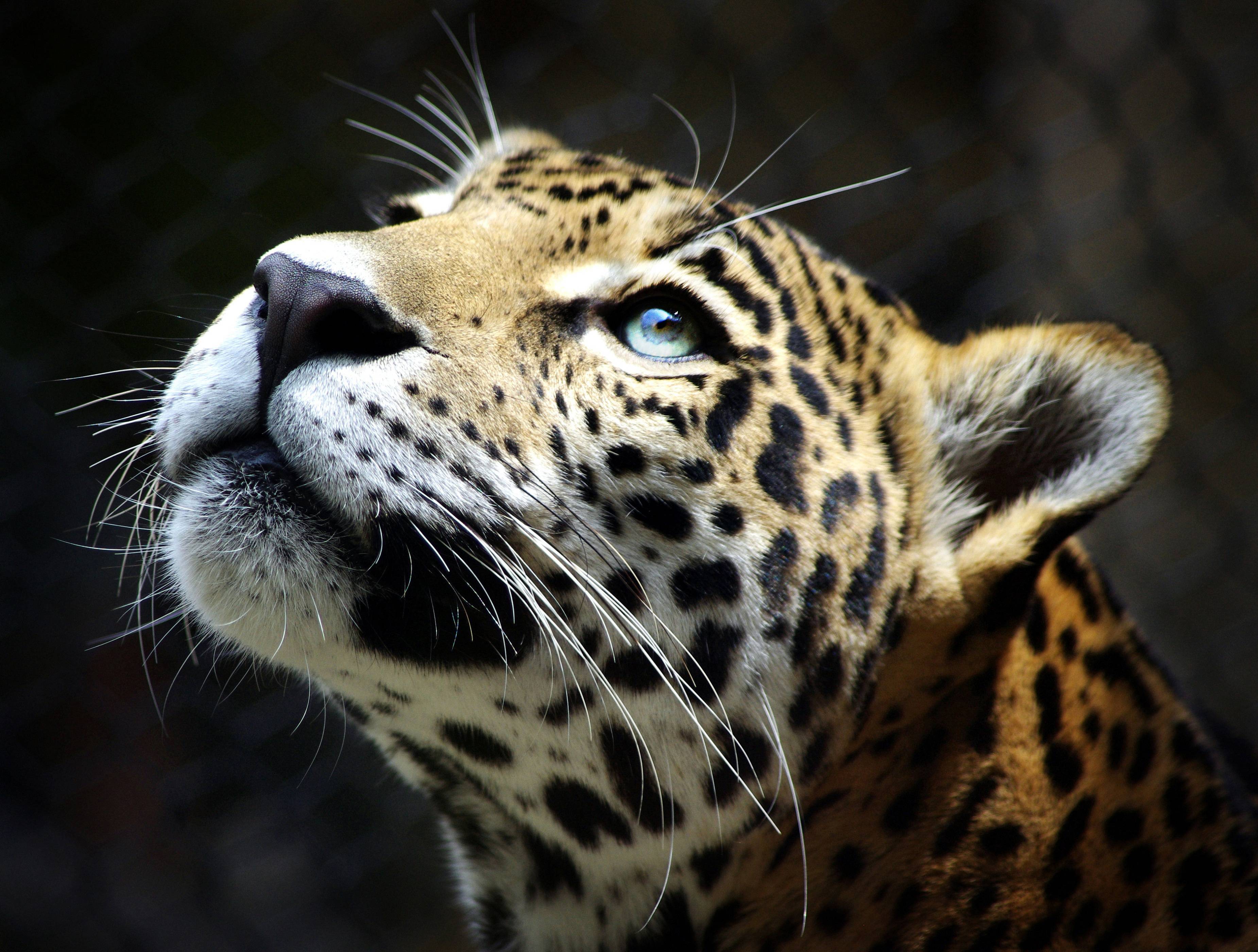 Fondo de pantalla de leopardo, tan bonita imagen de leopardo natural, # 17498