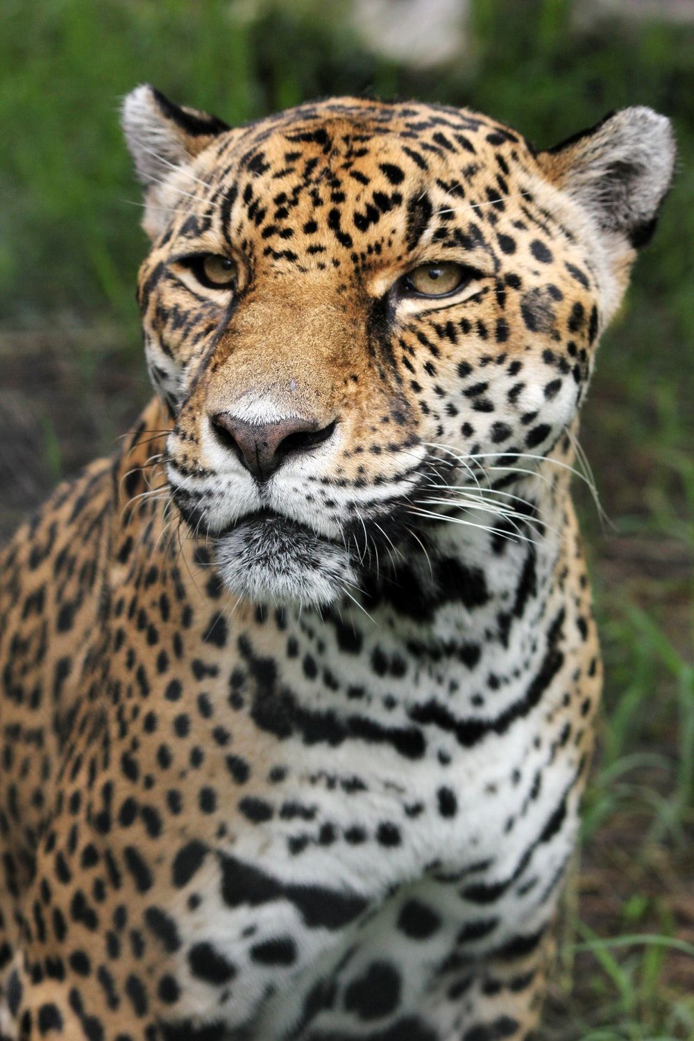 Más de 100 fotos de leopardo | Descargar imágenes gratis