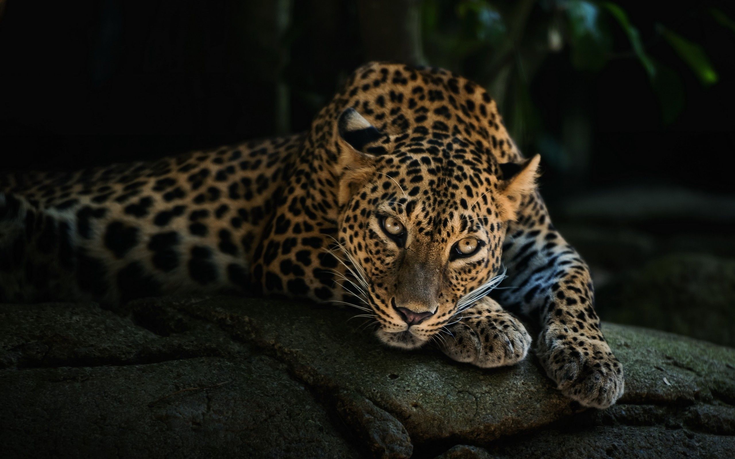Animal Leopard HD Desktop fondo de pantalla | HD Wallpapers