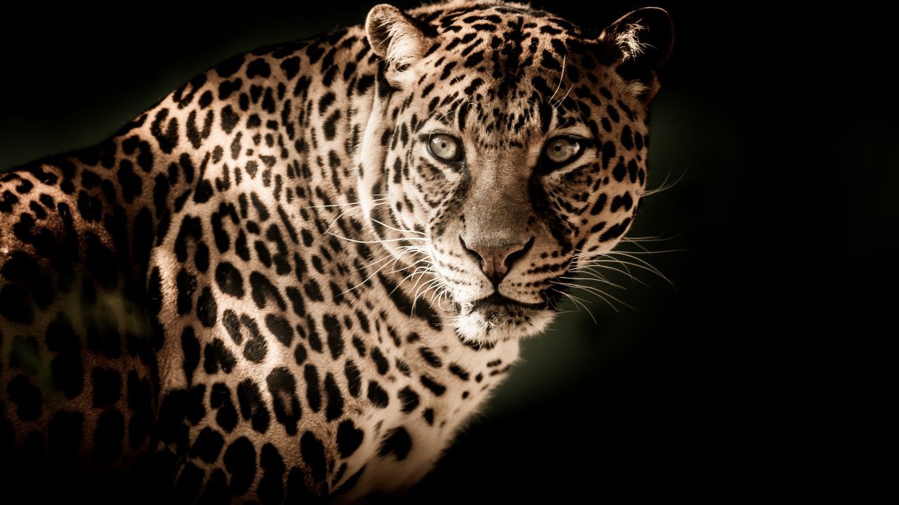 Fondo de pantalla de Leopard, HD, 4K, Animales, # 10783