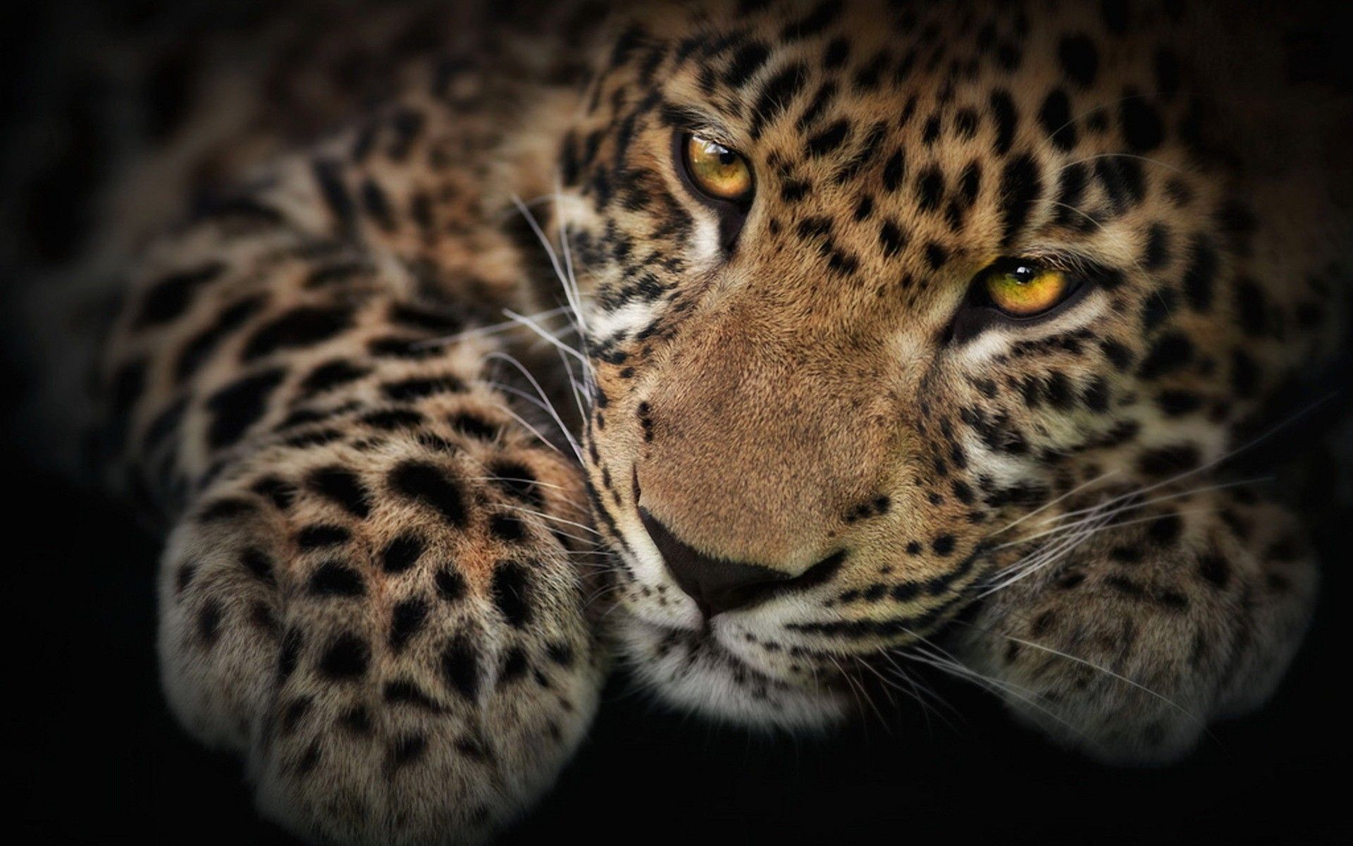 Fondos de leopardo para fondos de escritorio HD fondo de pantalla gratis