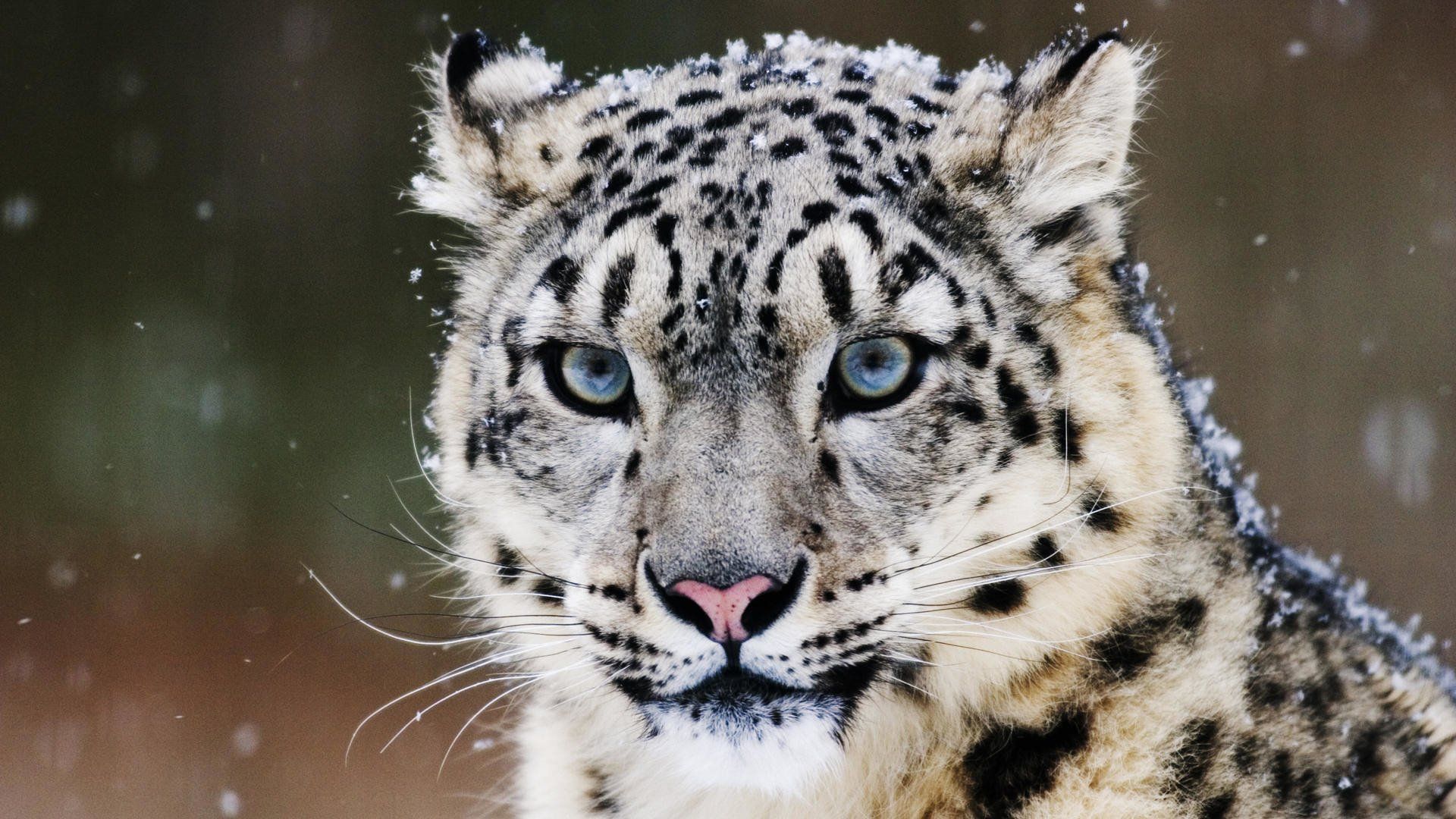319 Fondos de pantalla de Snow Leopard HD | Imágenes de fondo