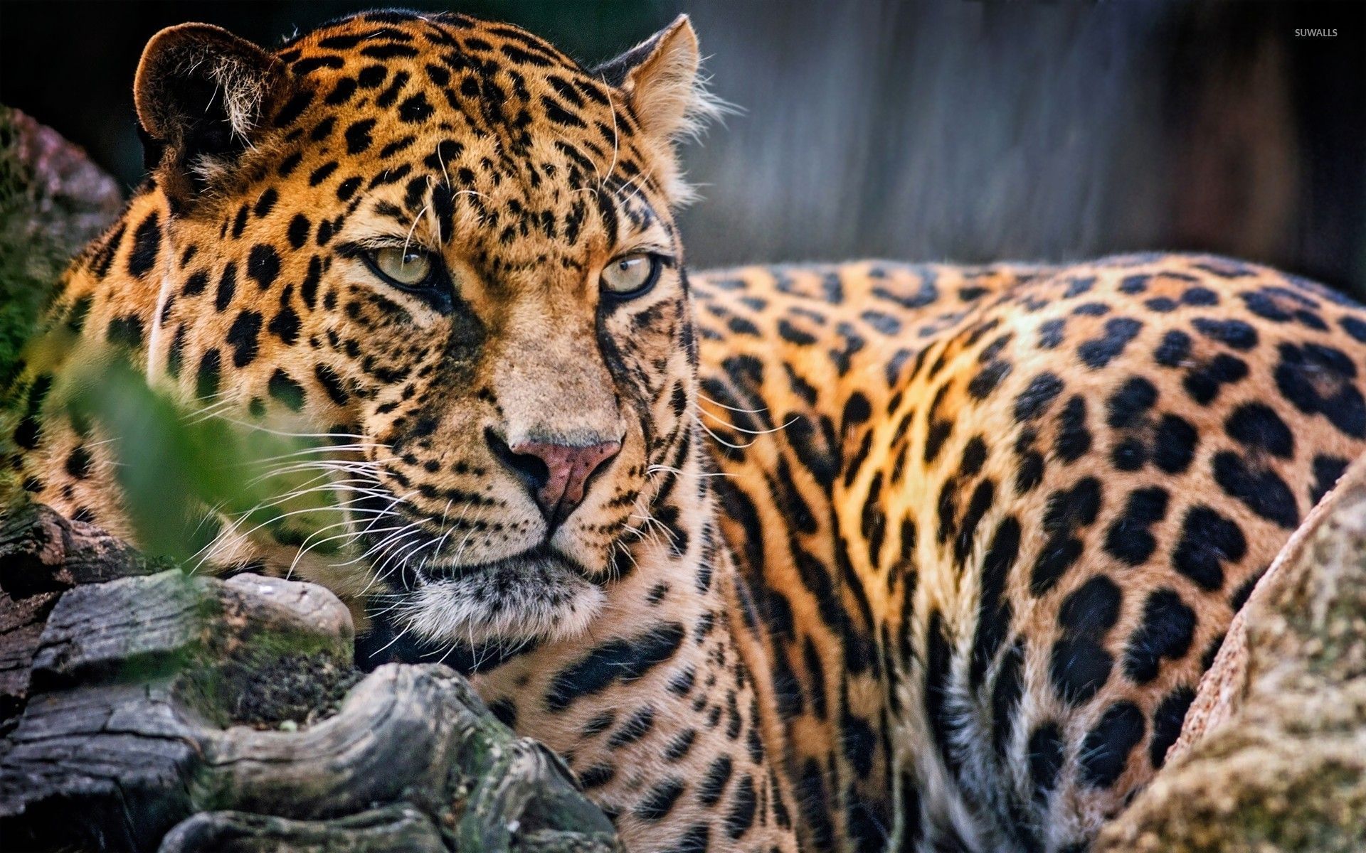 Más de 45 fondos de pantalla de Leopard Animal - Descarga