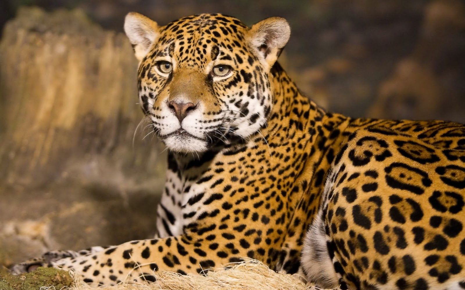 Leopard - Fondos de pantalla HD | Blog de la tierra