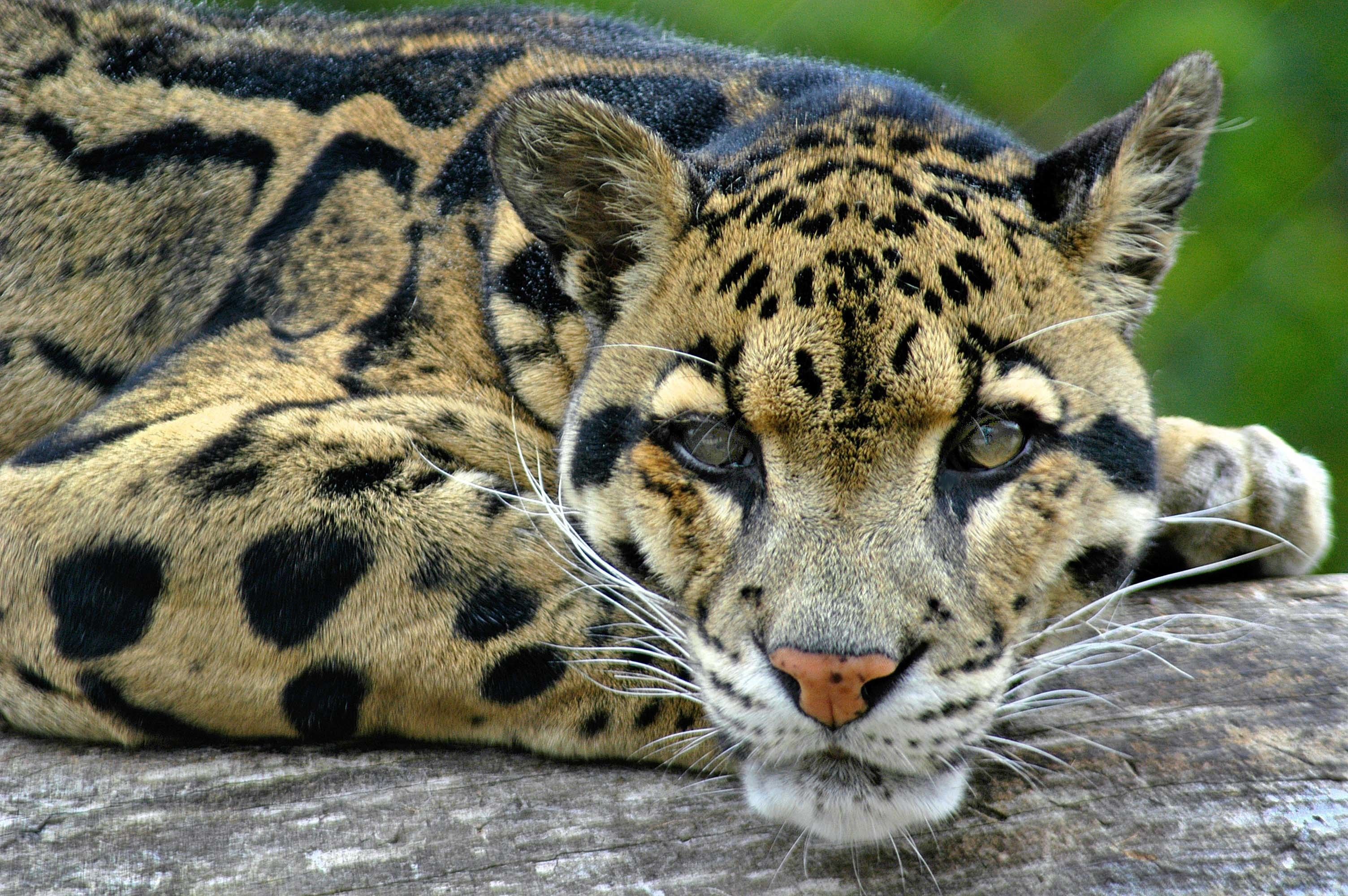 Fondo de pantalla de Leopardo nublado (más de 65 imágenes)