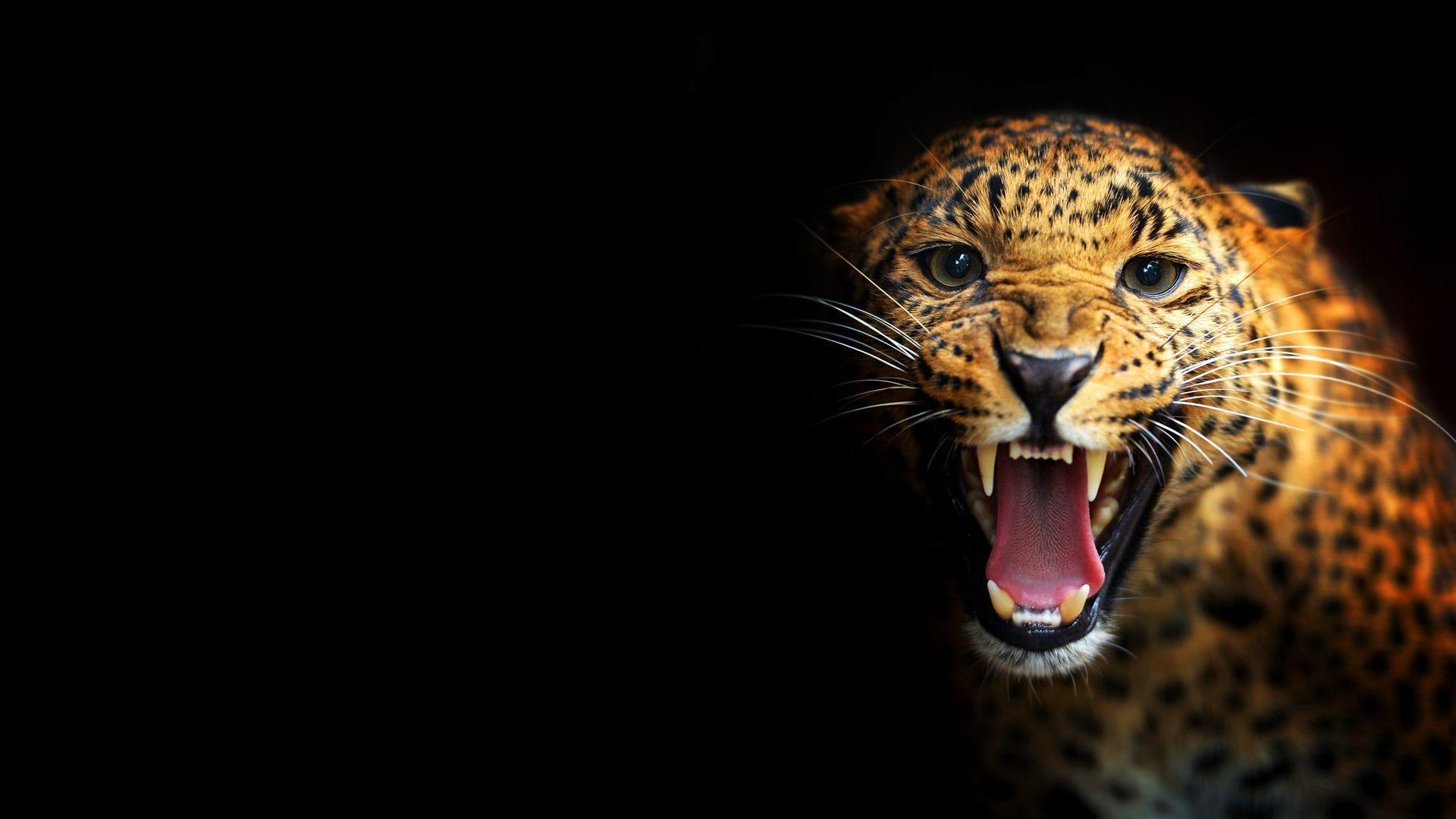 16773 fondo de pantalla de leopardo negro
