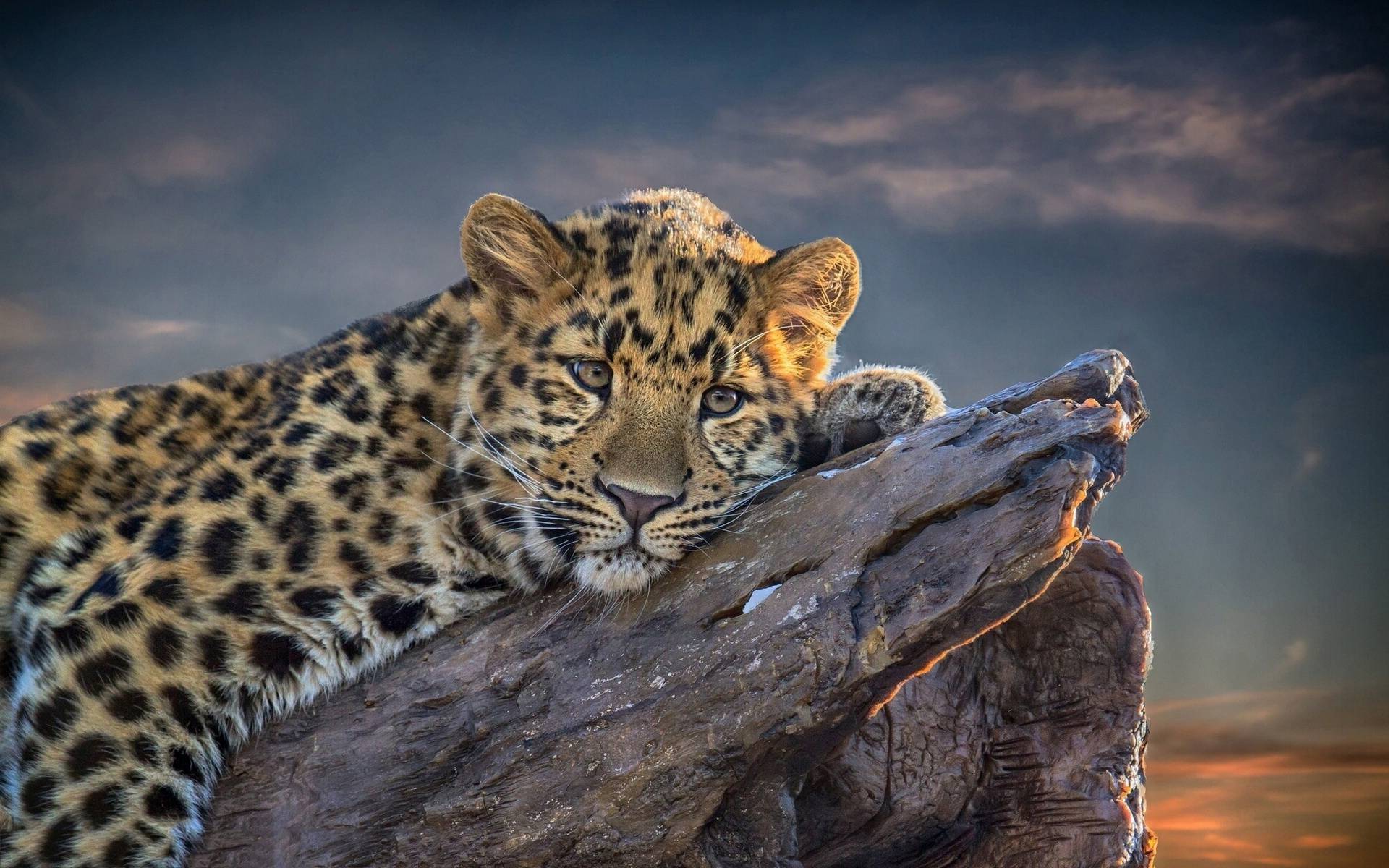 Leopard Image - descarga gratis en digitalimagemakerworld.com