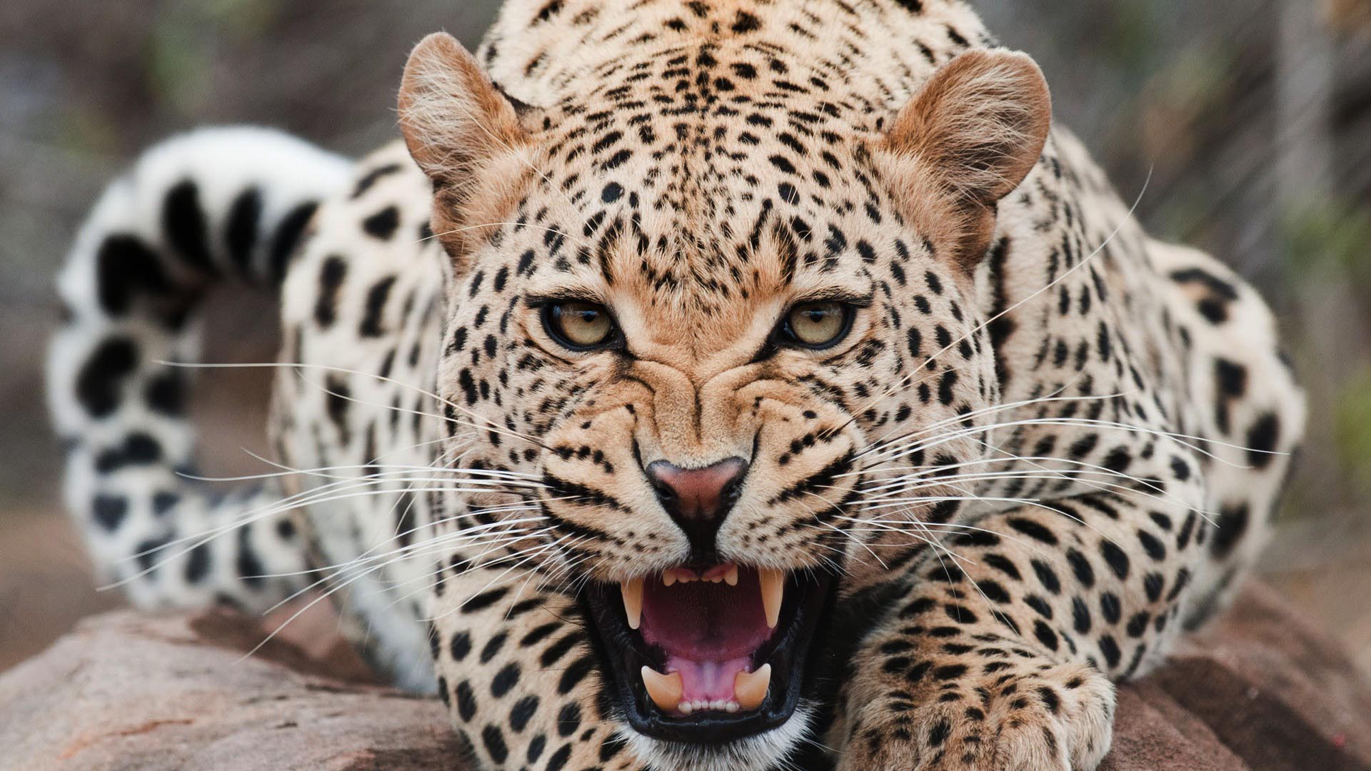 Leopard HD Wallpaper, imágenes de fondo