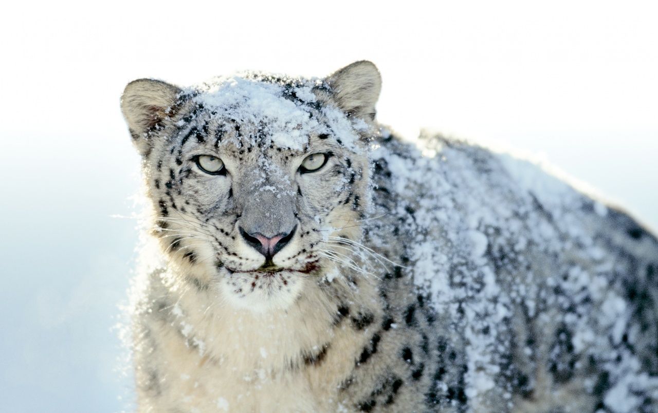 Snow Leopard fondos de pantalla | Snow Leopard fotos gratis