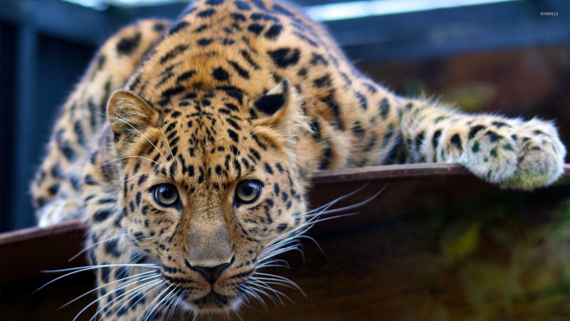Fondo de pantalla de leopardo joven - Fondos de animales - # 29026