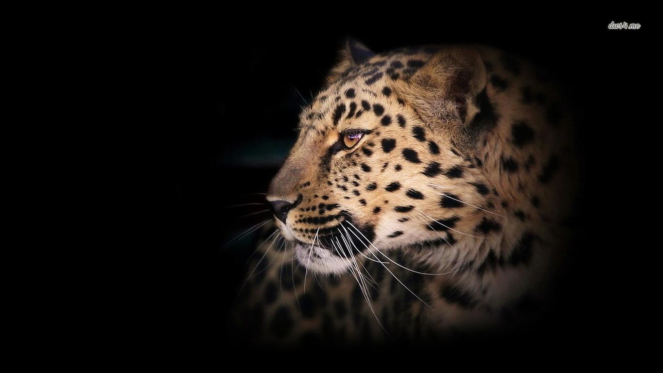 Leopard Wallpaper Hd (más de 50 imágenes)