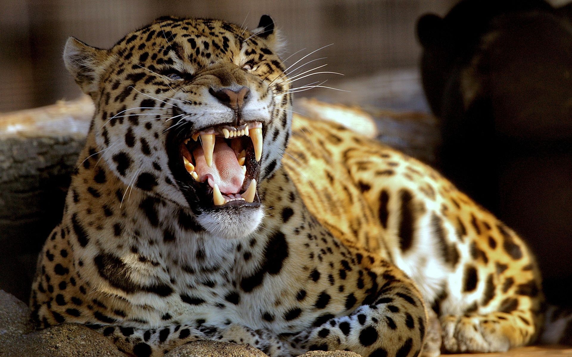 Impresionantes fotos increíbles de leopardo | Amazing Leopard Wallpapers