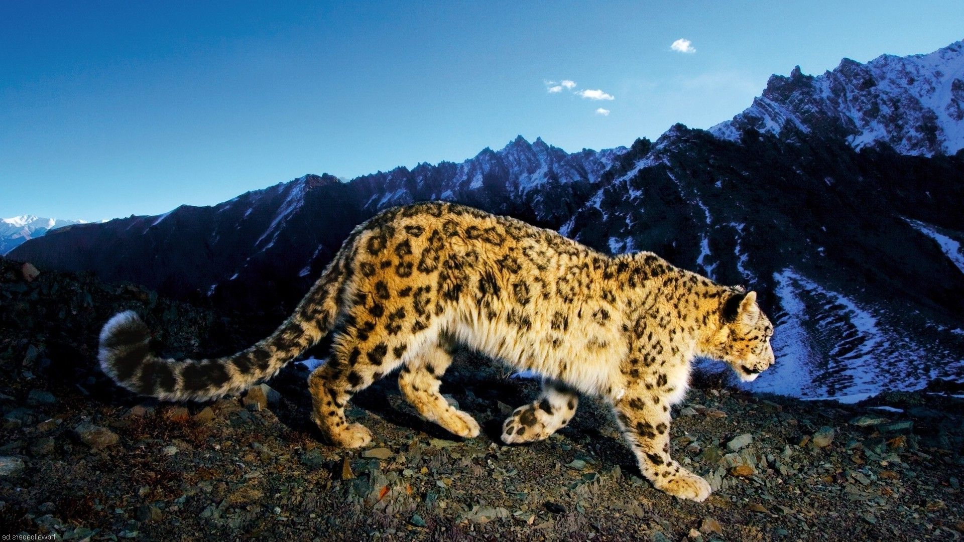 animales, naturaleza, fondos de pantalla de leopardo HD / fondos de escritorio y móviles