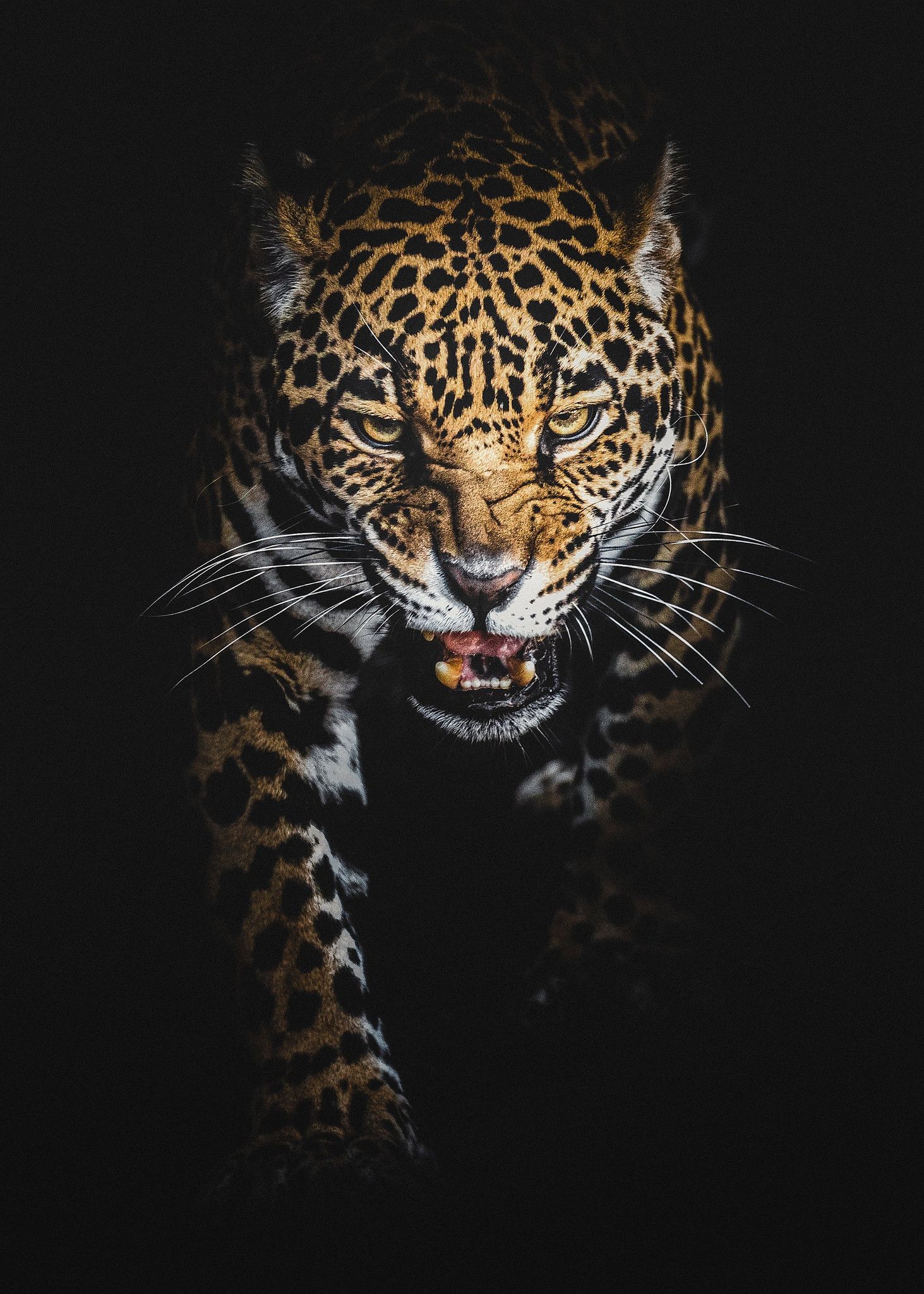 Galería de fondos de pantalla de leopardo negro