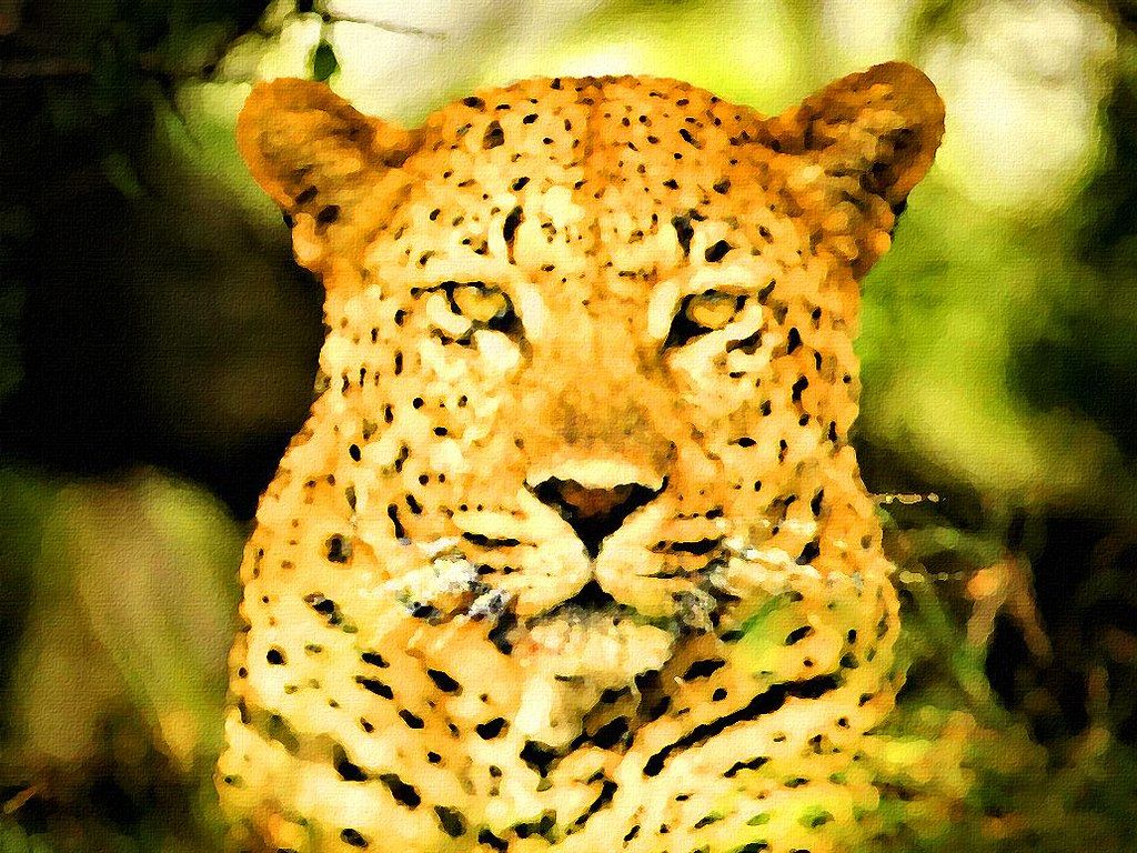 Fondo de pantalla de leopardo | Fondo de pantalla de leopardo | Allen Smith | Flickr
