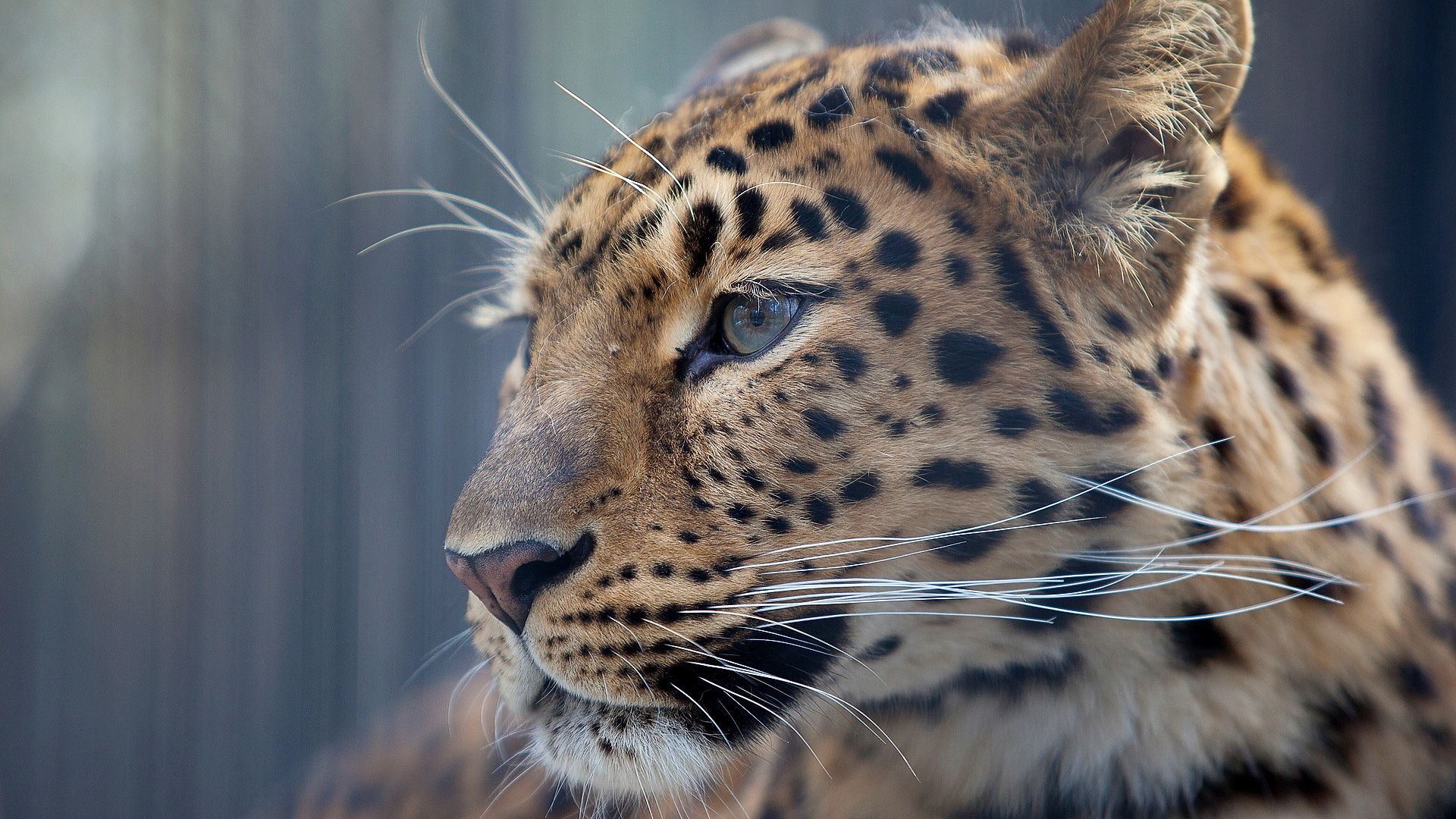 Fondos de pantalla Leopardos Gatos grandes Animales 1920x1080