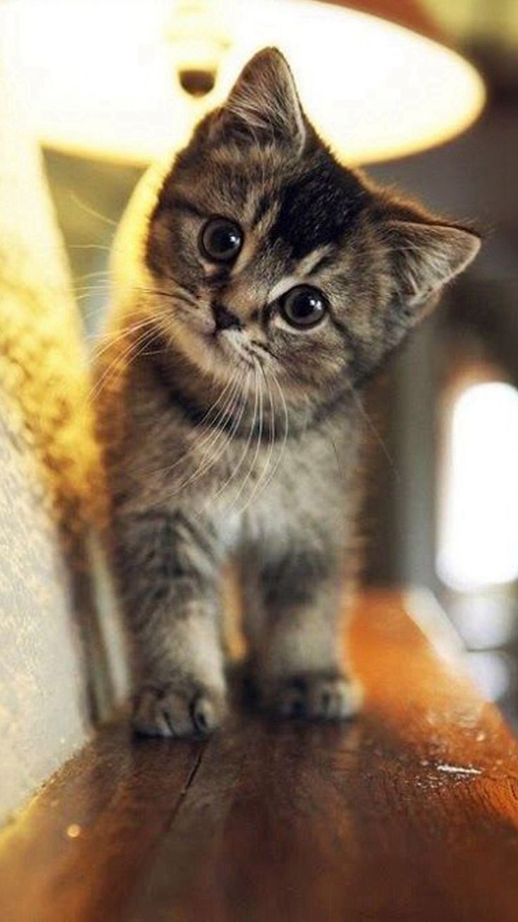 Cute Cat Wallpaper iPhone | Cute Cat Fondos de pantalla | Lindo gato fondo de pantalla