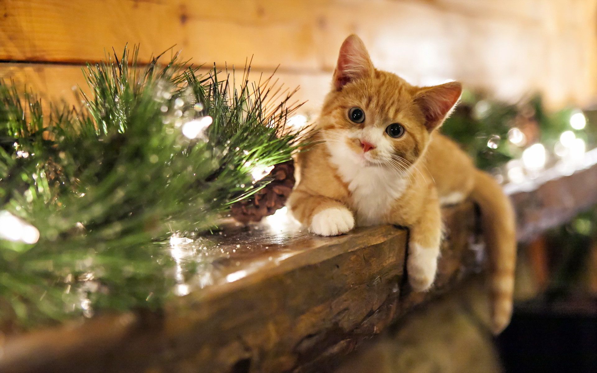 Más de 61 fondos de pantalla de Christmas Cat