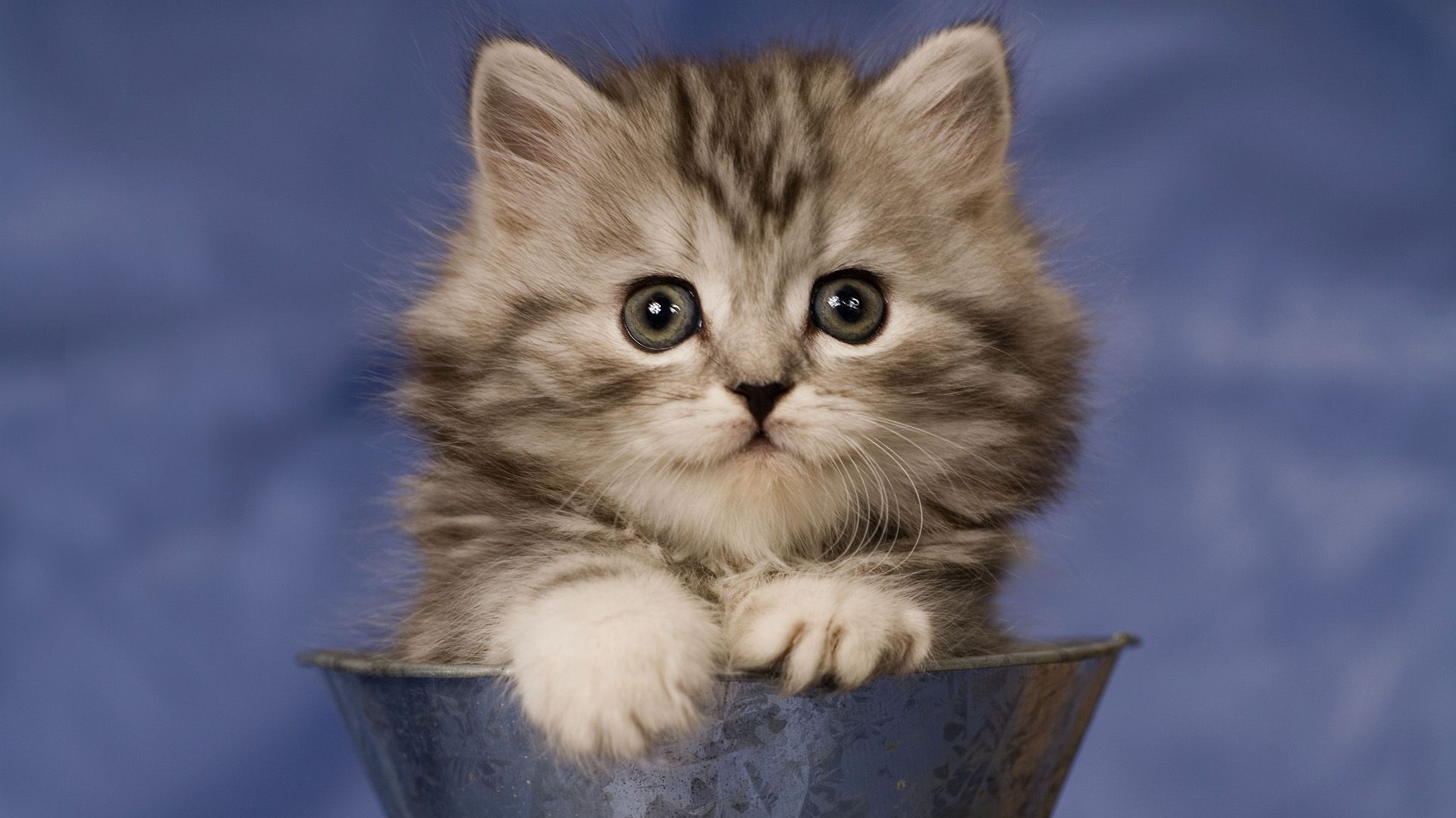 Nuevos fondos de pantalla de gatos Descargar 79 fotos de gatos lindos e imágenes HD gratis
