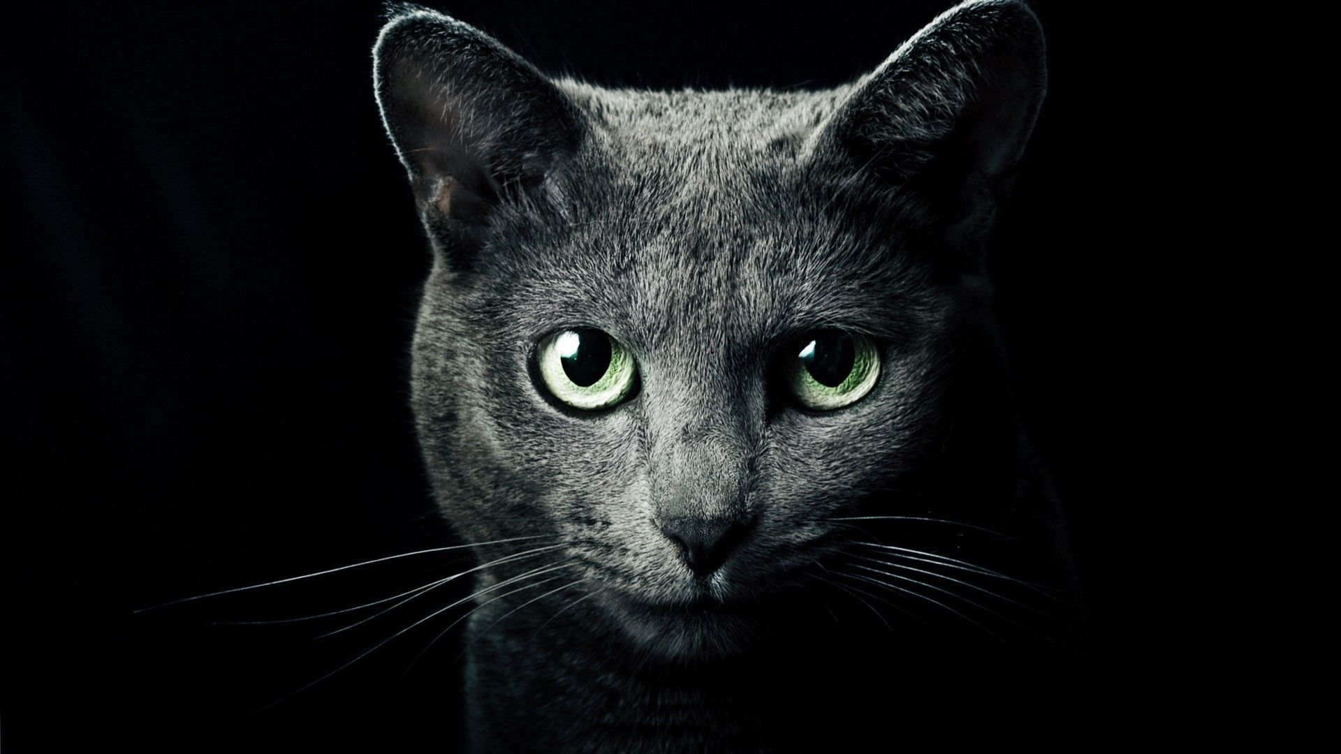 Fondos de Russian Blue Cat - Los mejores fondos de Russian Blue Cat