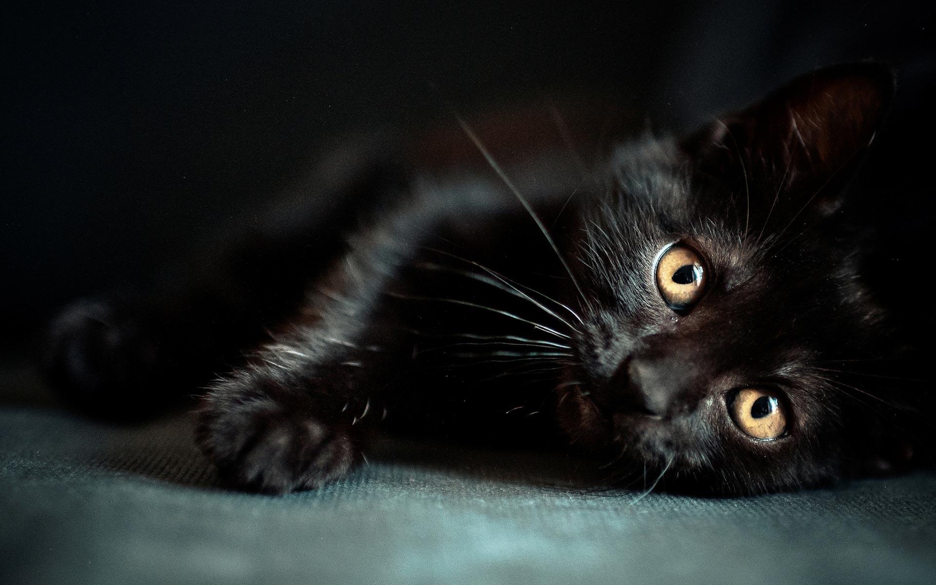 Black Cat Wallpapers - Los mejores fondos de Black Cat gratis - WallpaperAccess