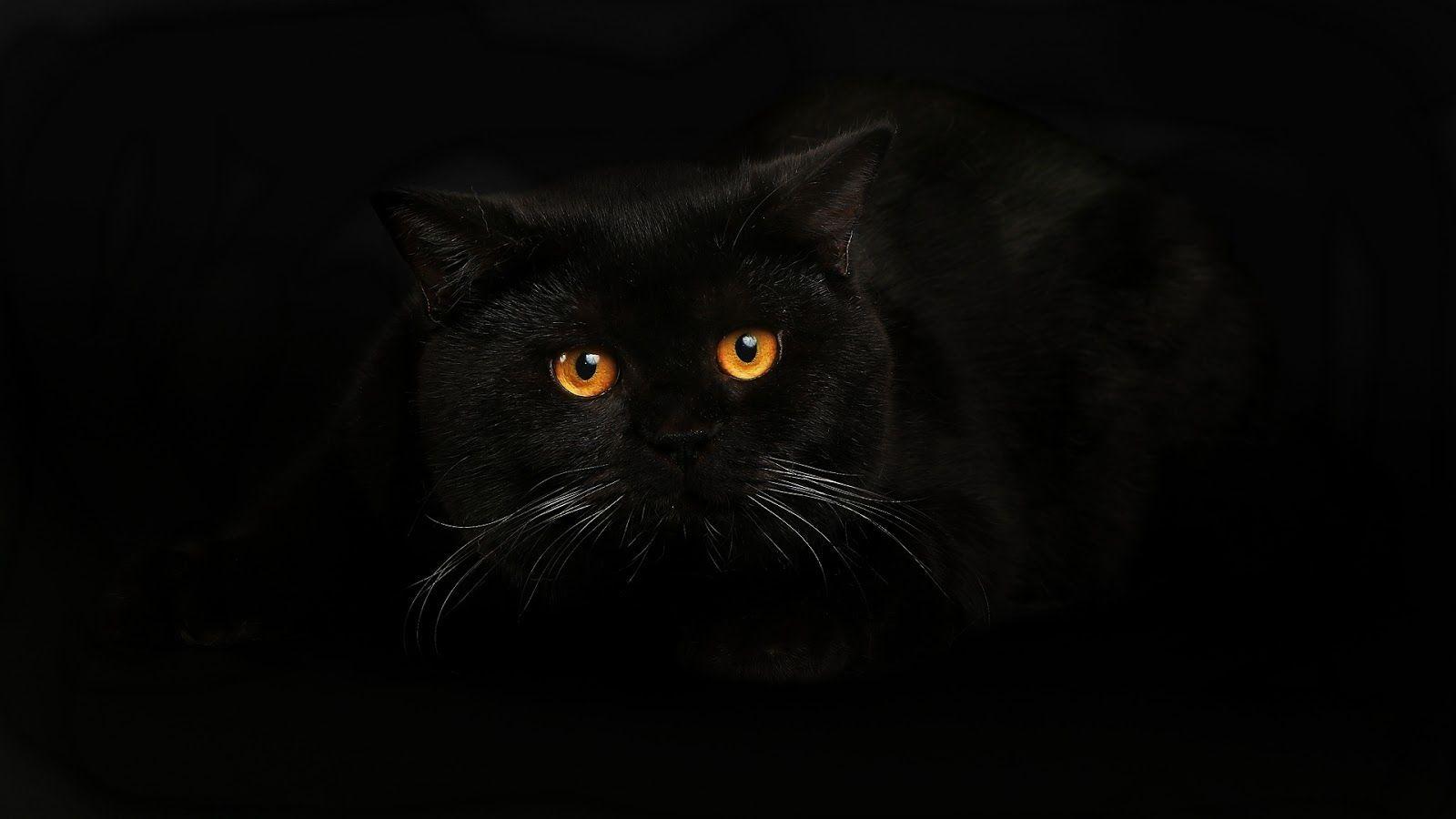 Fondos Black Cat - Fondo de pantalla Cueva