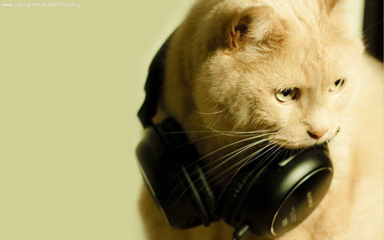 Fondos de gatos DJ | DJ gatos y perros | Fondo de pantalla de gato, gatos, música