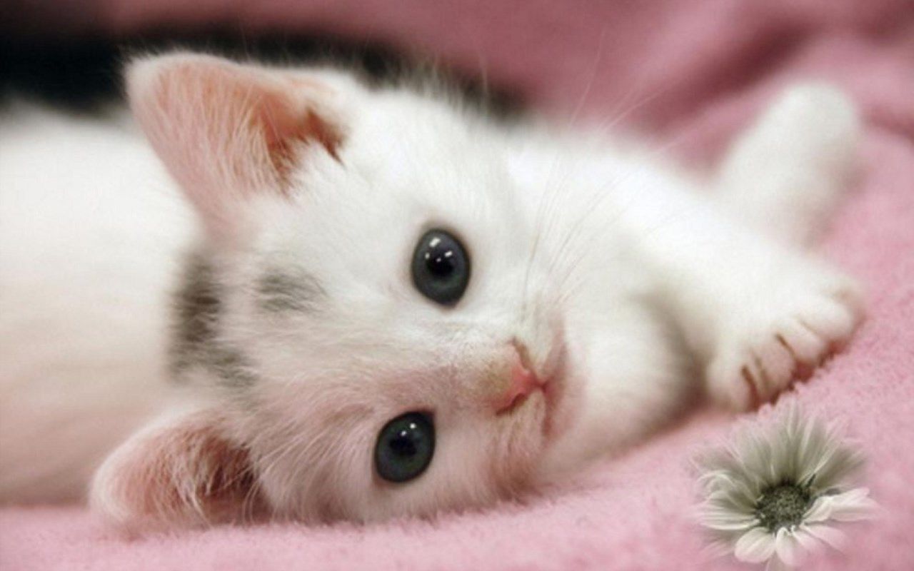 Cute Cats live Wallpapers