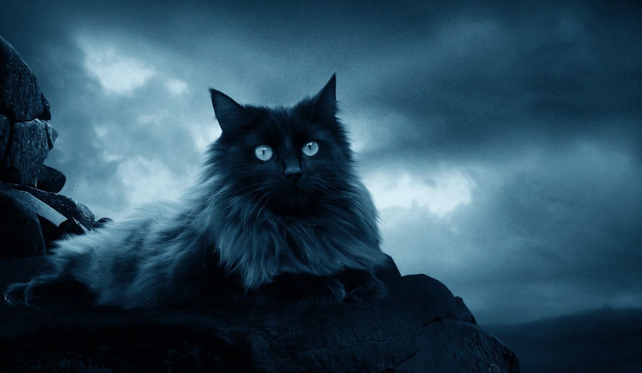 Fondos de pantalla: cielo, atmósfera, gatitos, bigotes, gato negro, nube