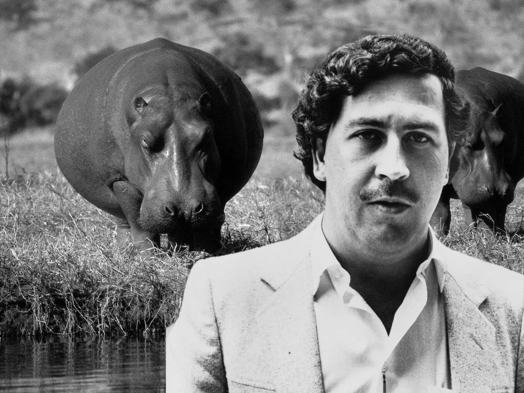 Descargar Pablo Escobar, Hd Wallpapers y fondos - Elsetge # 255495